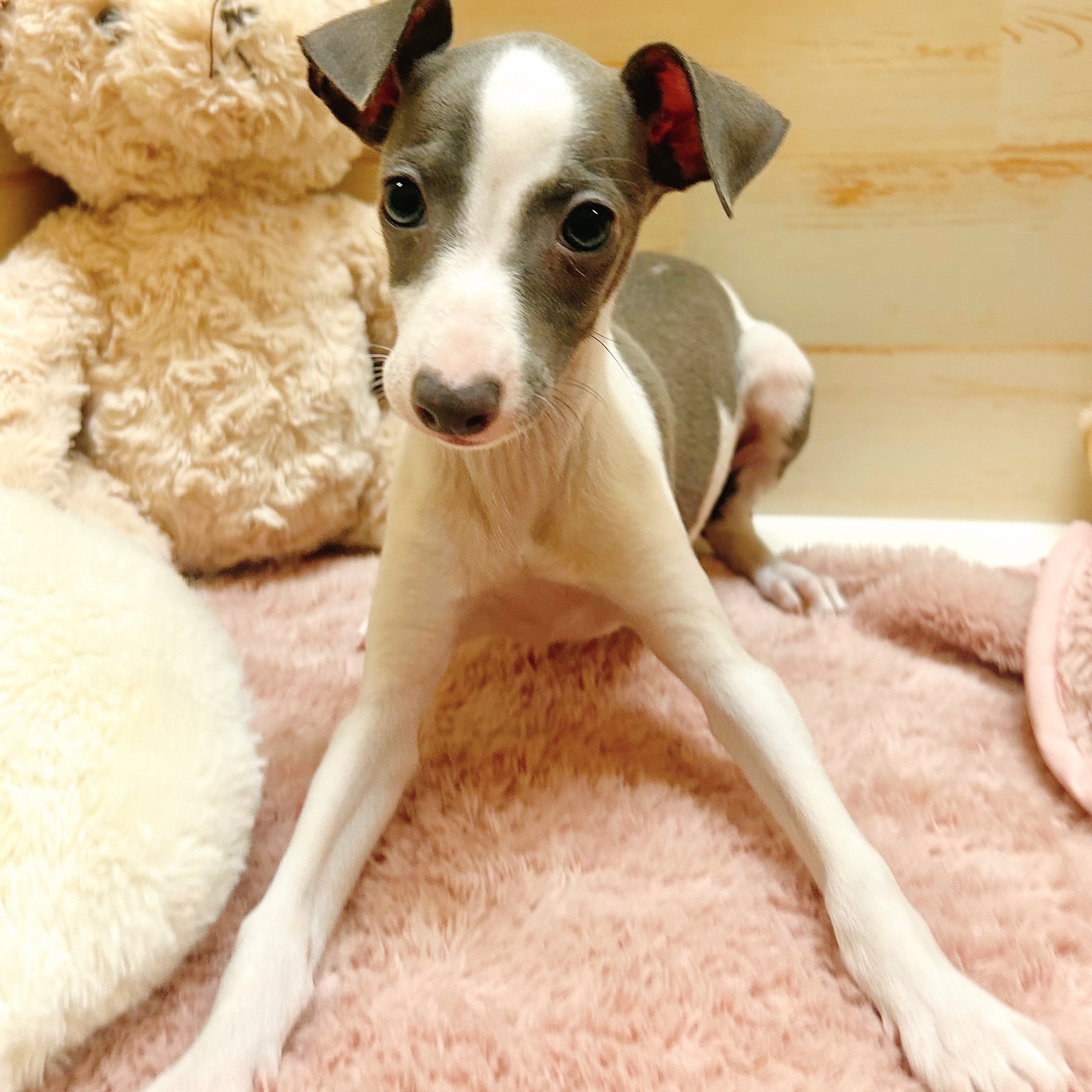 兵庫県のイタリアングレーハウンド (犬の家＆猫の里神戸店/2025年9月7日生まれ/女の子/ブルーホワイト)の子犬