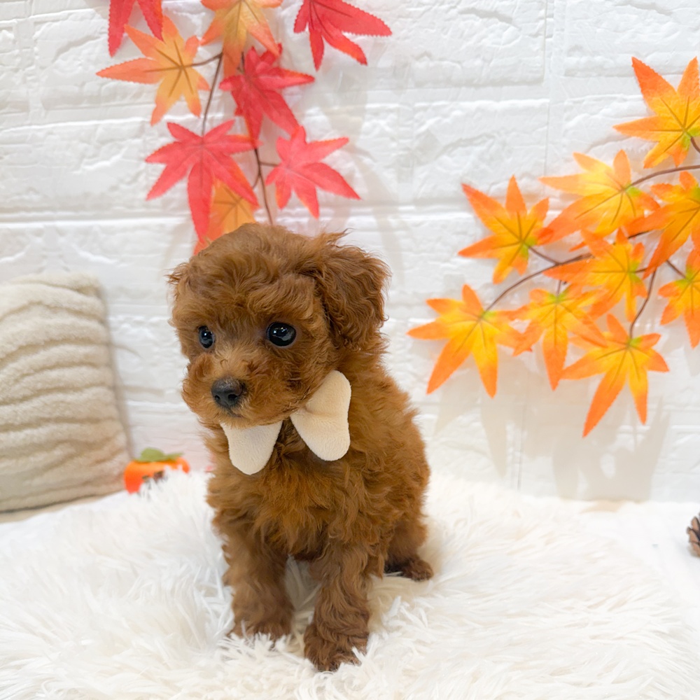 静岡県のトイプードル(トイ) (犬の家＆猫の里富士店/2025年9月9日生まれ/女の子/レッド)の子犬の1枚目の画像