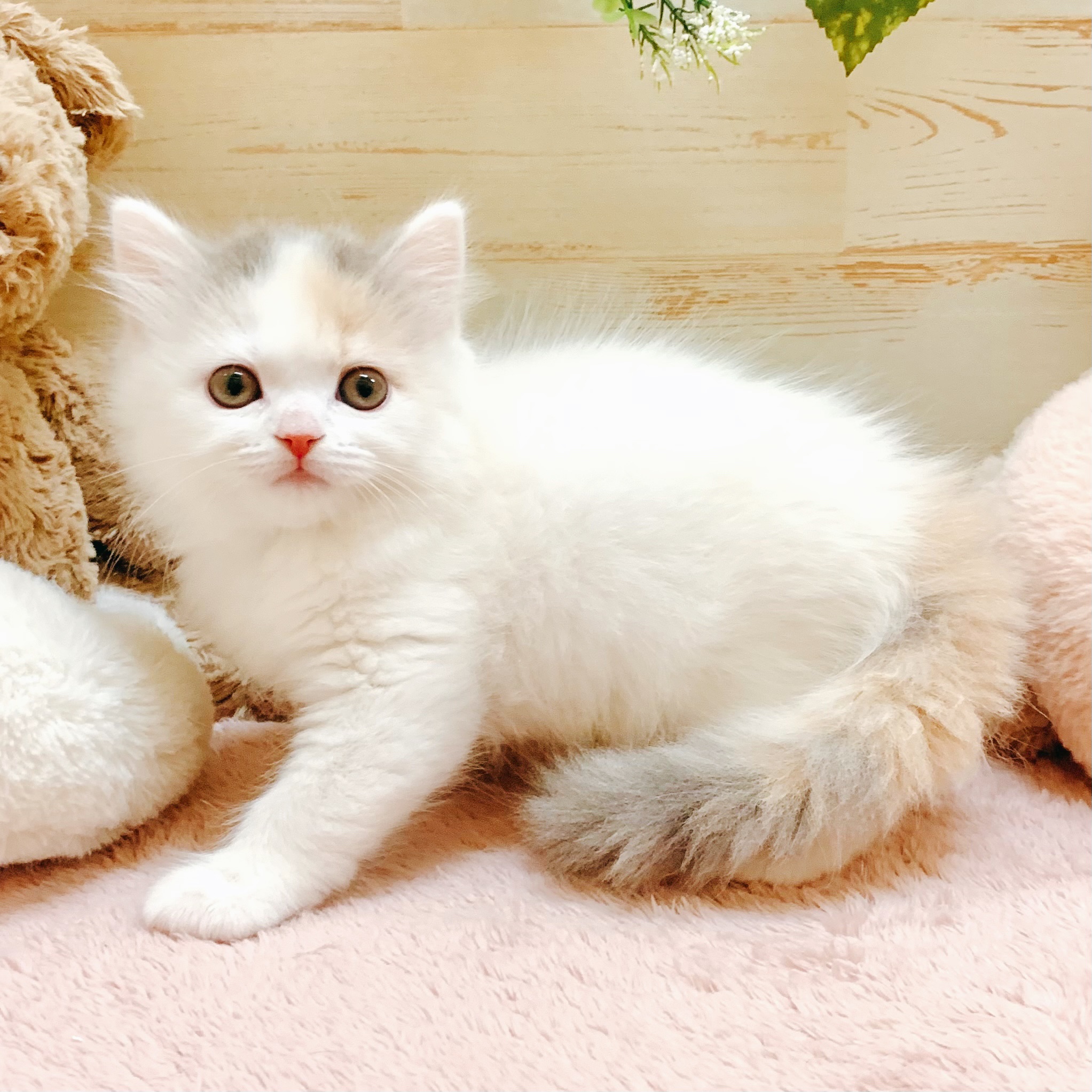 兵庫県のマンチカン (犬の家＆猫の里神戸店/2026年2月6日生まれ/女の子/ダイリュートキャリコ)の子猫の2枚目の画像