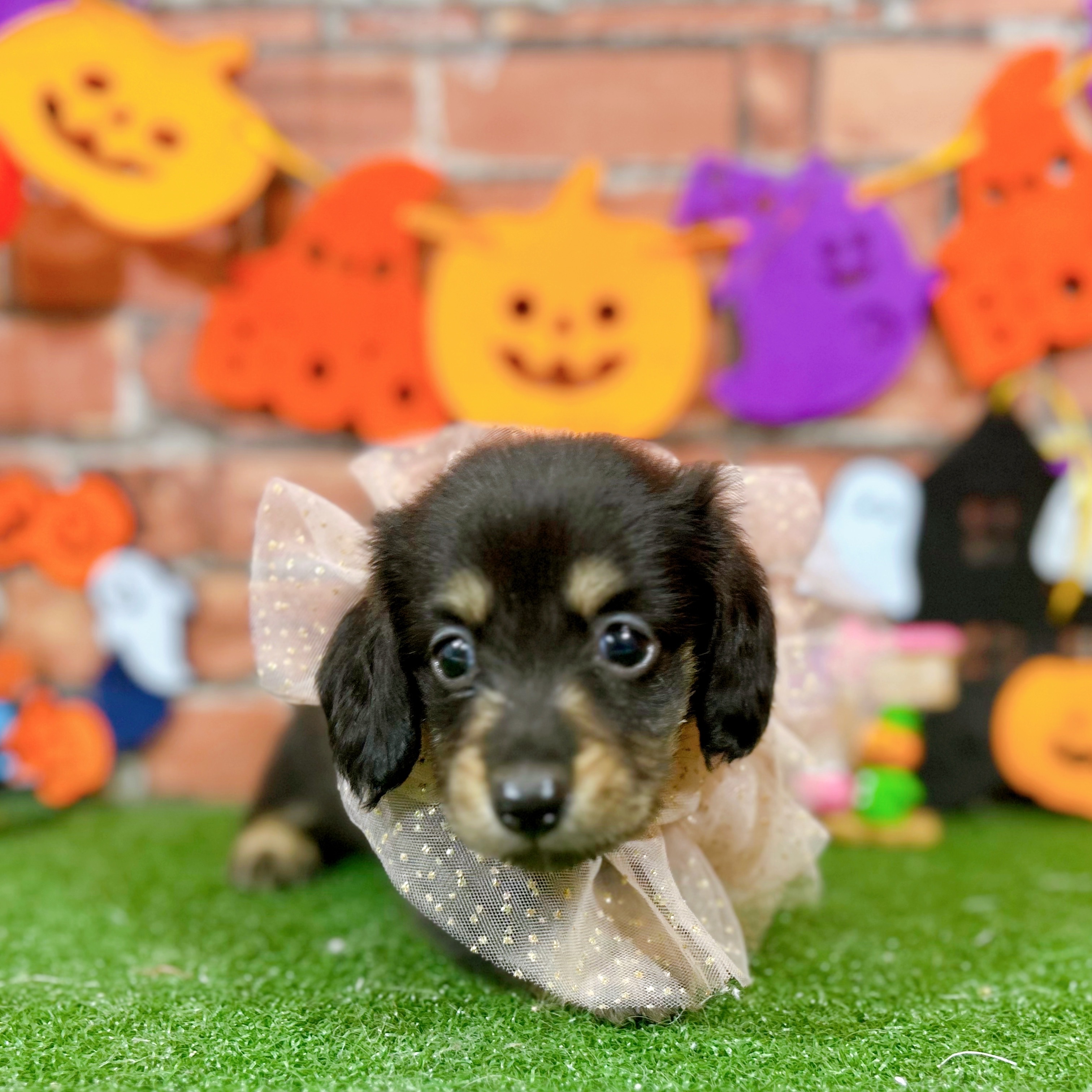 神奈川県のミニチュアダックスフンド(ロング) (犬の家＆猫の里小田原店/2025年8月26日生まれ/男の子/ブラックイエロー)の子犬の1枚目の画像