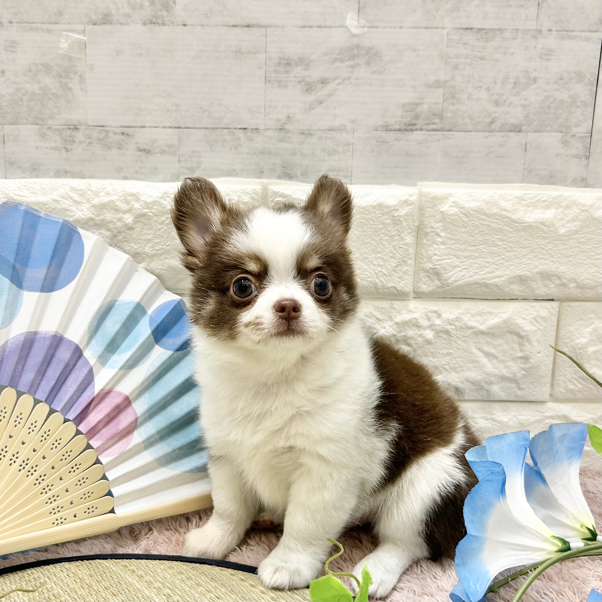静岡県のチワワ(ロング) (犬の家＆猫の里プレ葉ウォーク浜北店/2026年5月15日生まれ/男の子/ホワイトチョコレートタン)の子犬の2枚目の画像