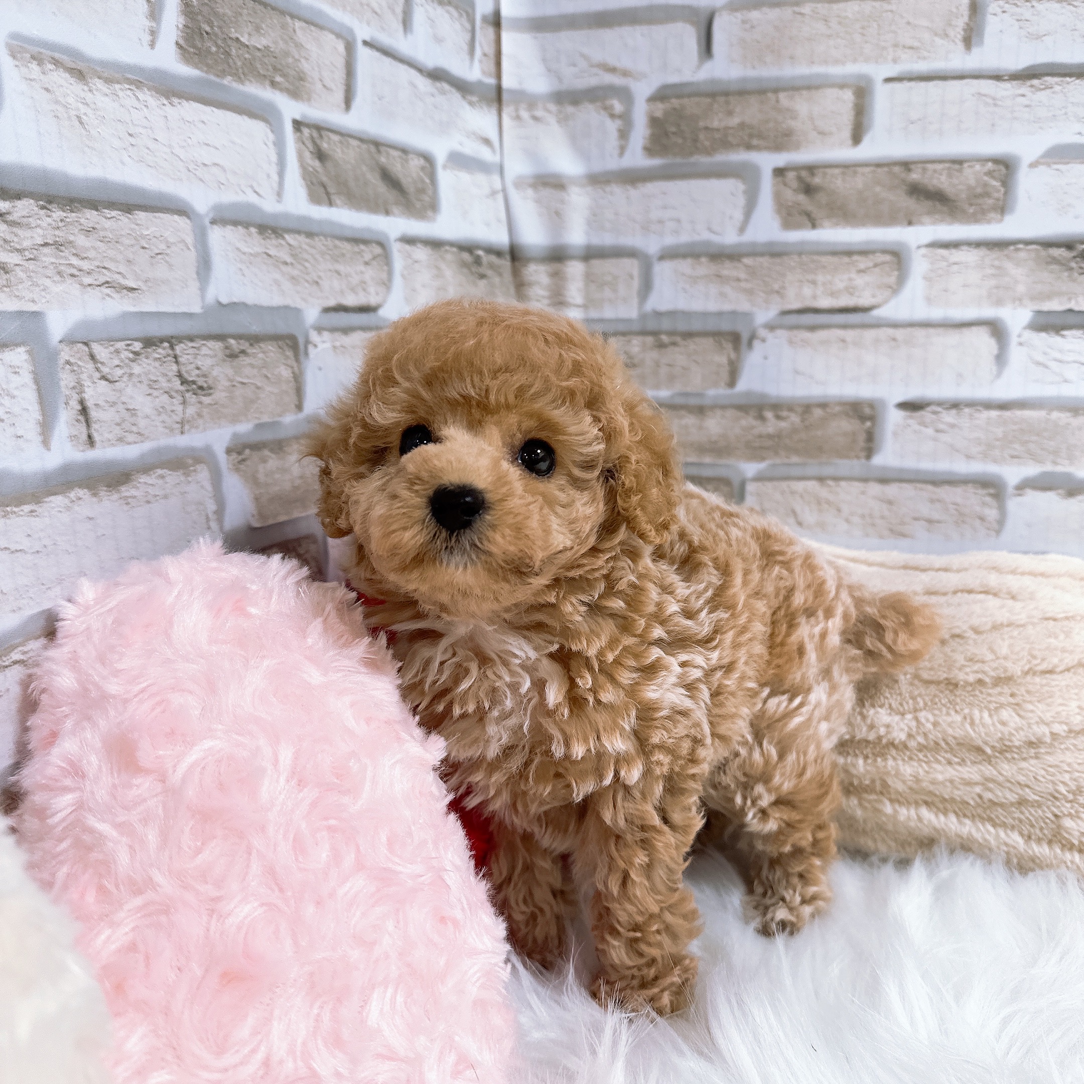 神奈川県のトイプードル(トイ) (犬の家＆猫の里モザイクモール港北店/2025年5月20日生まれ/男の子/シャンパン)の子犬の1枚目の画像
