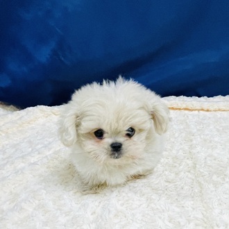 愛知県のペキプー(ペキニーズ×プードル) (犬の家＆猫の里一宮店/2026年1月6日生まれ/男の子/クリームホワイト)の子犬の1枚目の画像