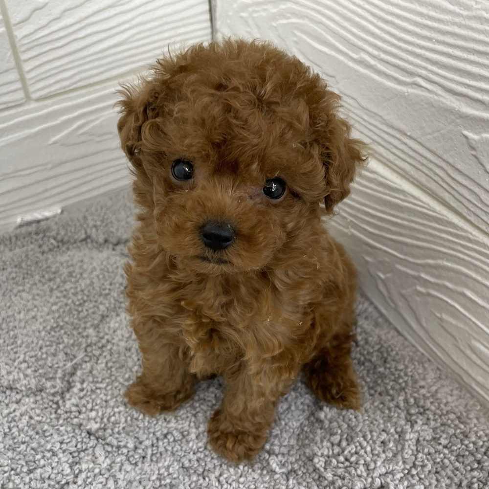 愛知県のトイプードル(トイ) (犬の家＆猫の里七宝店/2026年1月13日生まれ/男の子/レッドフォーン)の子犬の2枚目の画像