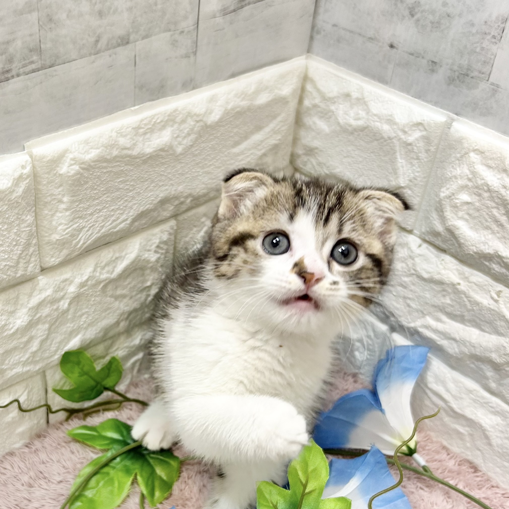 静岡県のスコティッシュフォールド (犬の家＆猫の里プレ葉ウォーク浜北店/2026年5月19日生まれ/女の子/ブラウンタビーホワイト)の子猫の2枚目の画像