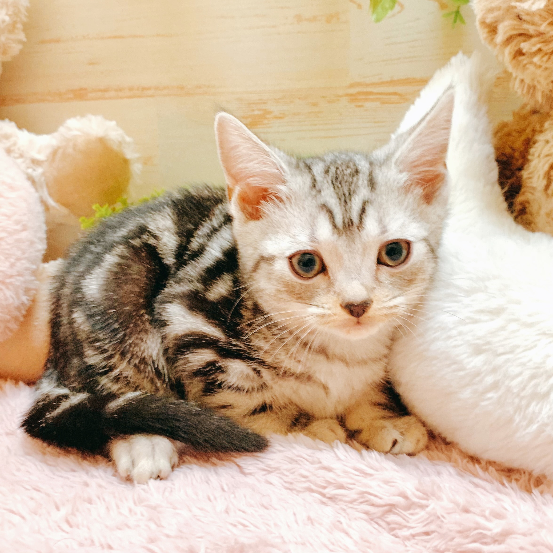 兵庫県のアメリカンショートヘアー (犬の家＆猫の里神戸店/2026年2月19日生まれ/女の子/シルバータビー)の子猫の2枚目の画像