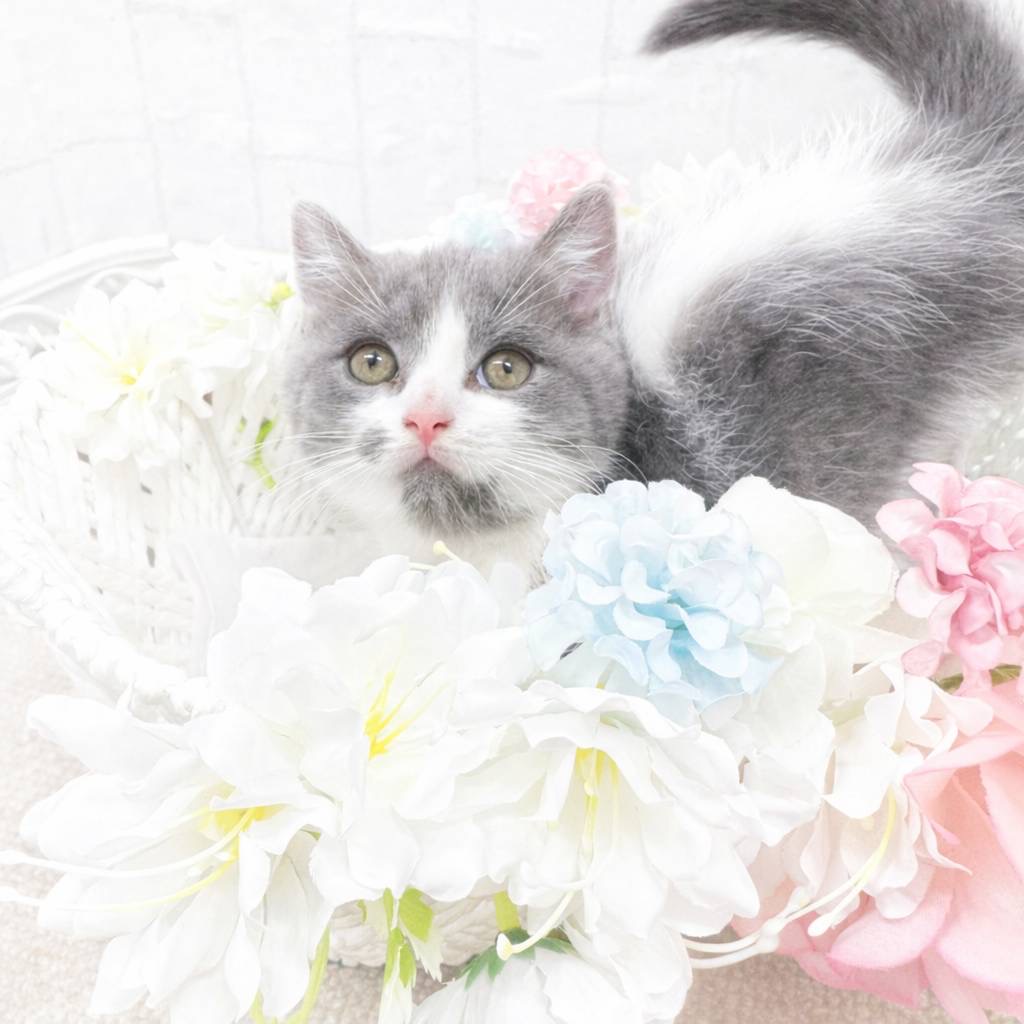 石川県のブリティッシュショートヘアー (犬の家＆猫の里アミーゴ金沢有松店/2026年1月29日生まれ/男の子/ブルーホワイト)の子猫の2枚目の画像