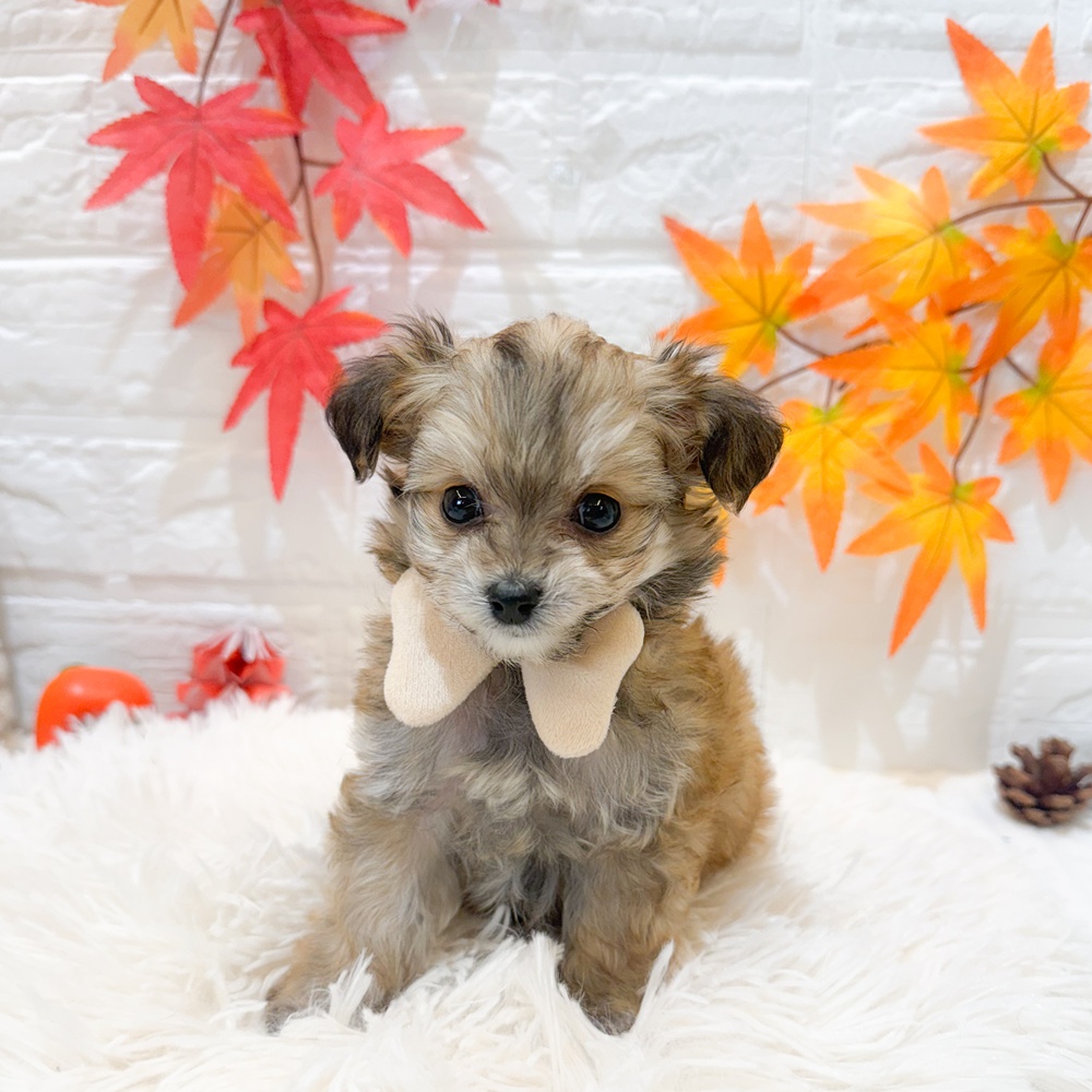 静岡県のチワプー/プーチー(チワワ×プードル) (犬の家＆猫の里富士店/2025年9月8日生まれ/女の子/フォーン)の子犬の1枚目の画像