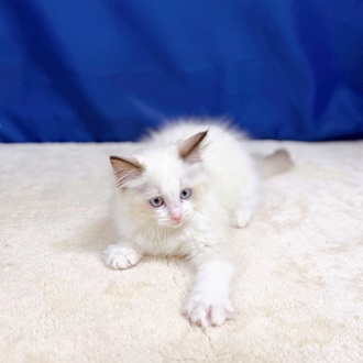 愛知県のラグドール (犬の家＆猫の里一宮店/2025年11月12日生まれ/女の子/シールポイントバイカラー)の子猫の2枚目の画像