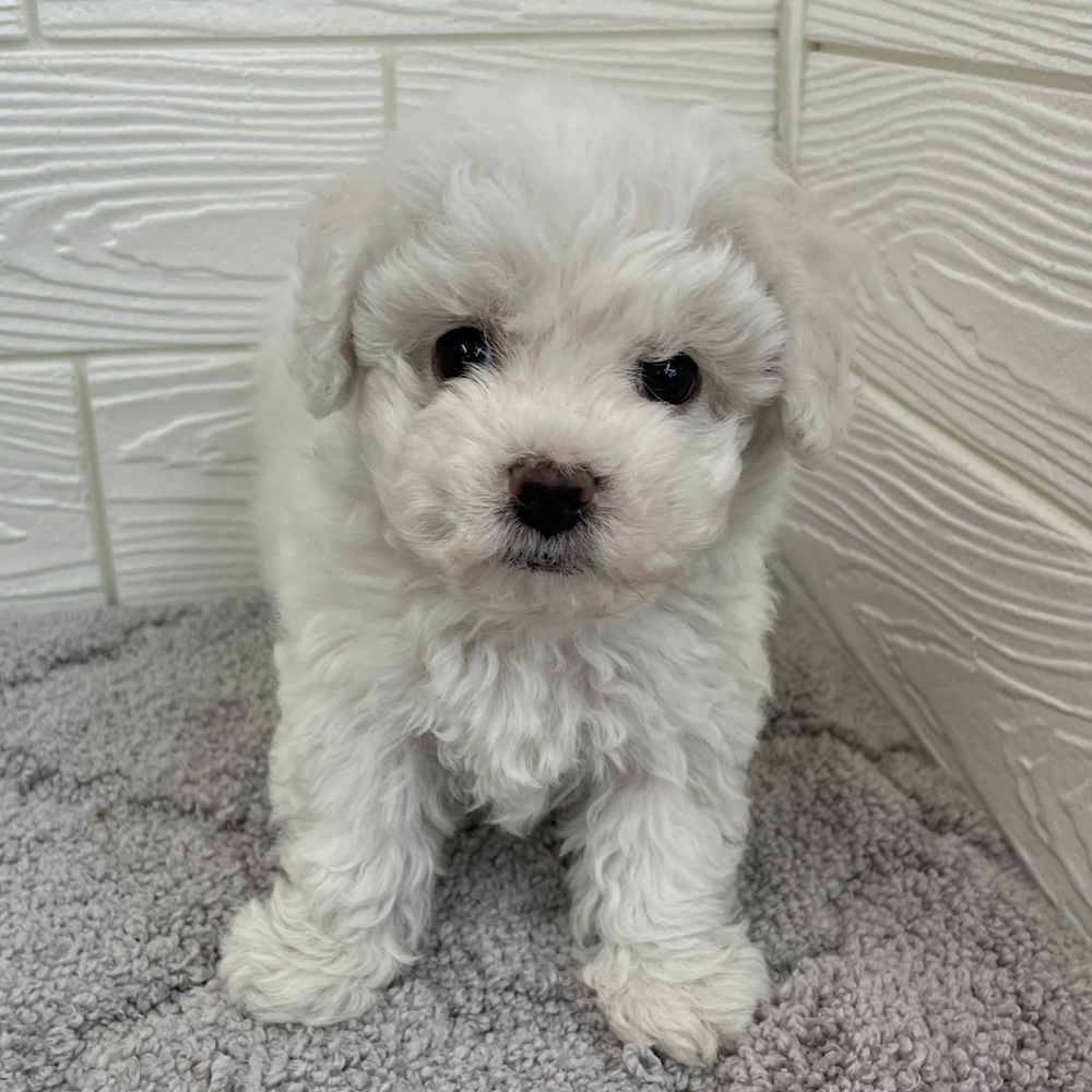 愛知県のビションフリーゼ (犬の家＆猫の里七宝店/2026年1月14日生まれ/女の子/ホワイト)の子犬の1枚目の画像