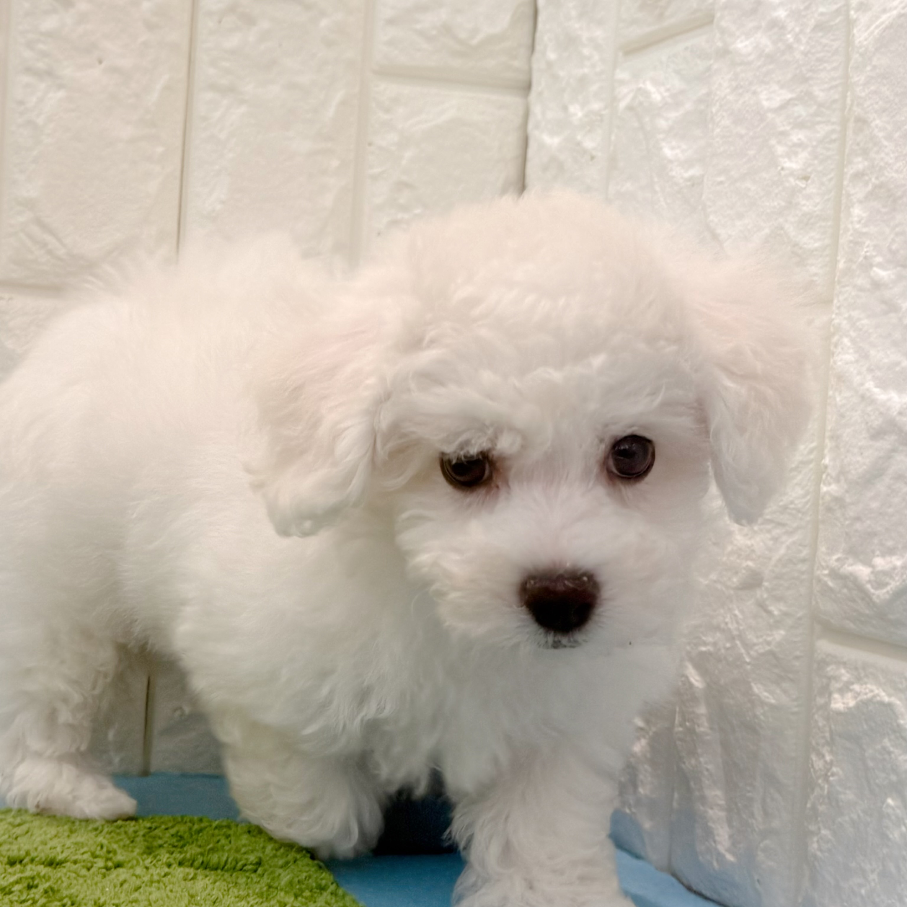 子犬の詳細情報 (岡山県/2026年4月2日生まれ/男の子/ホワイト) | 子犬