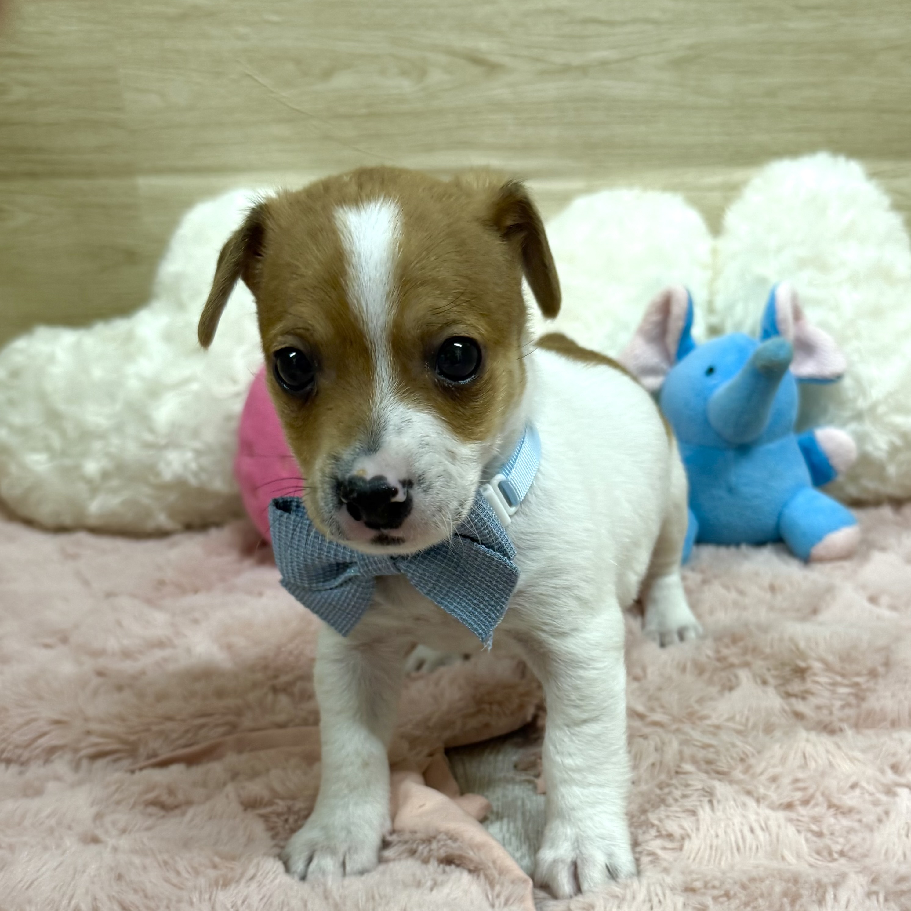 大阪府のジャックラッセルテリア (犬の家＆猫の里そよら東岸和田店/2025年11月10日生まれ/男の子/タンホワイト)の子犬の2枚目の画像