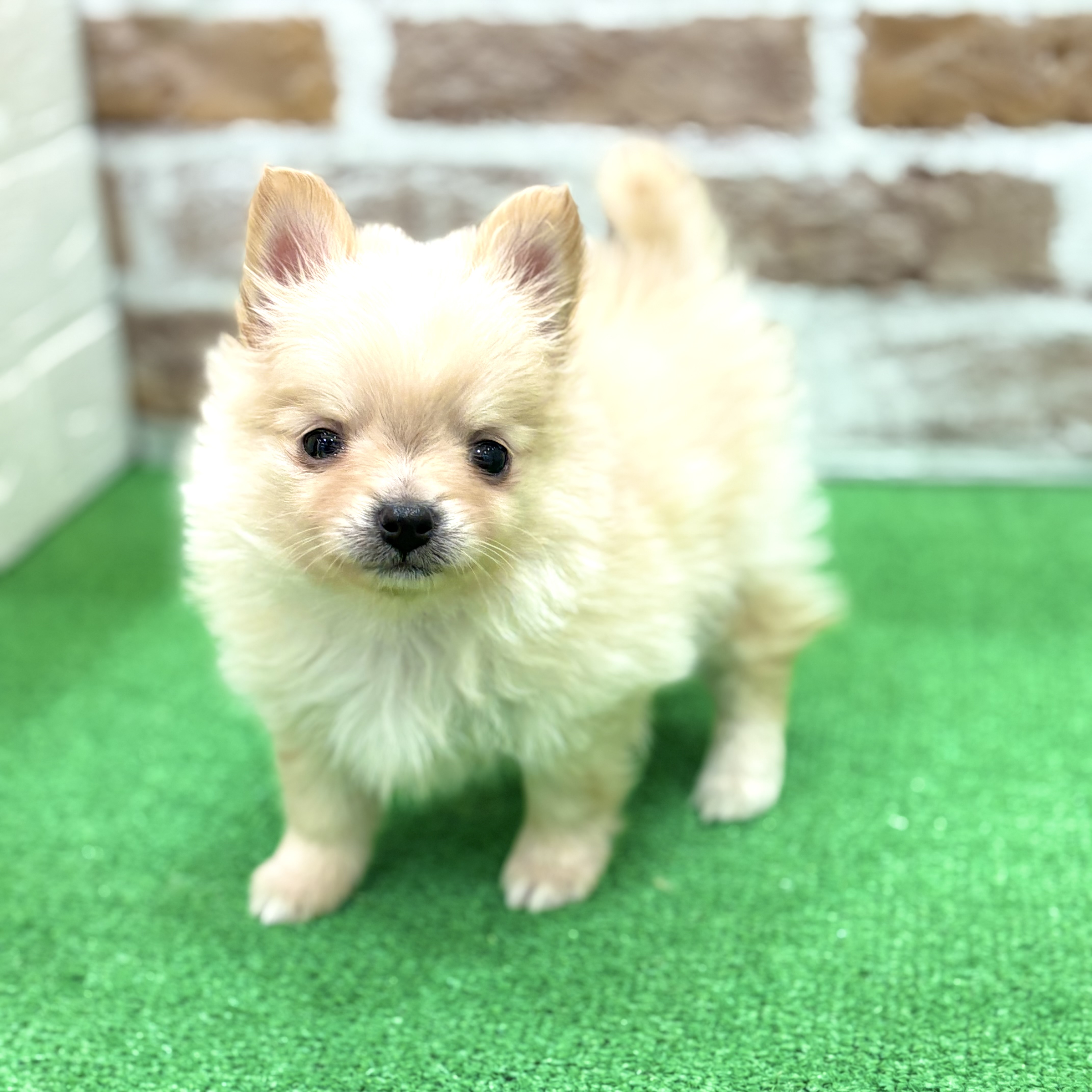 三重県のポメチワ/チワポメ/ポメチー(ポメラニアン×チワワ) (犬の家＆猫の里三重桑名店/2025年12月27日生まれ/男の子/クリーム)の子犬の2枚目の画像