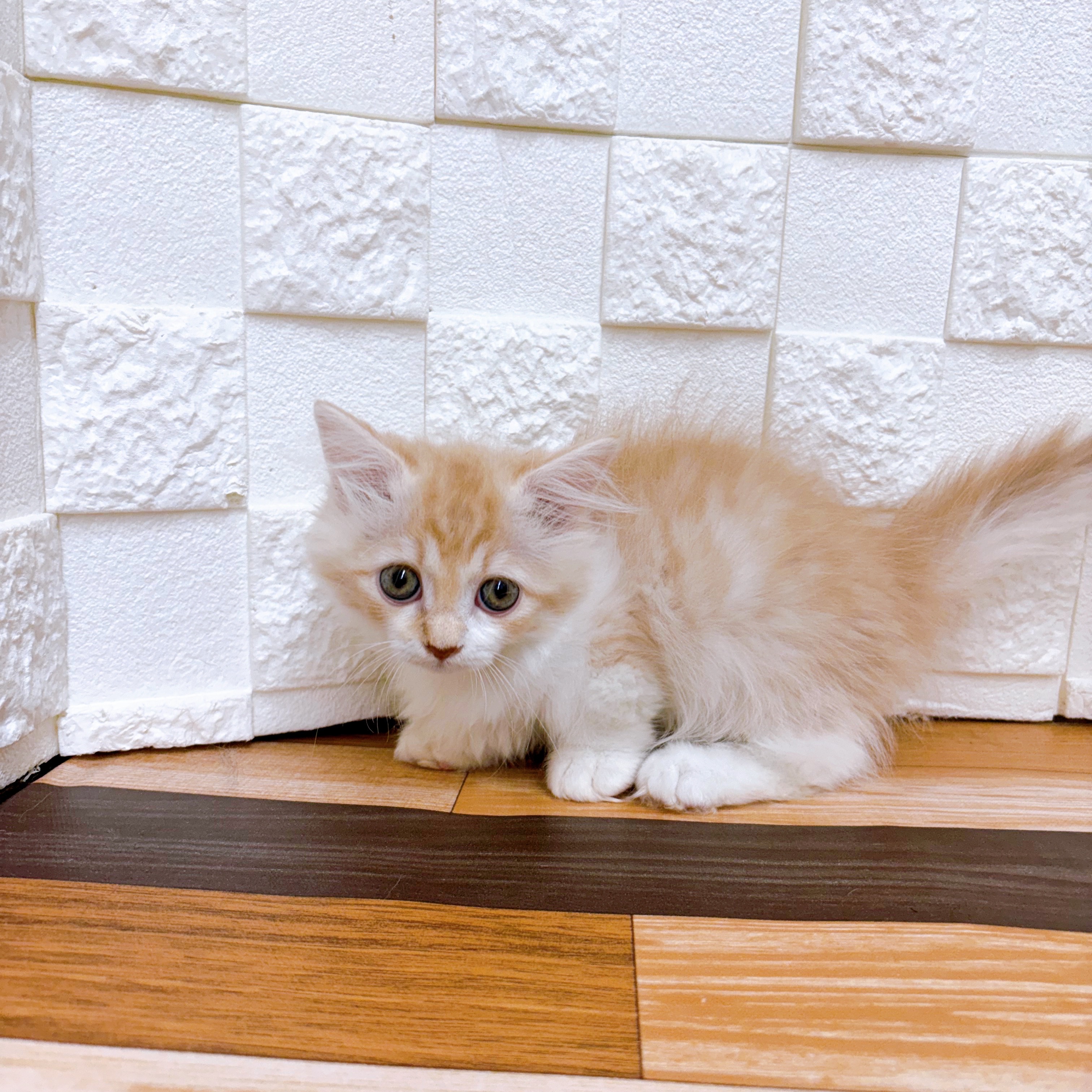 兵庫県のマンチカン (犬の家＆猫の里尼崎店/2025年5月19日生まれ/女の子/レッドタビーホワイト)の子猫の2枚目の画像