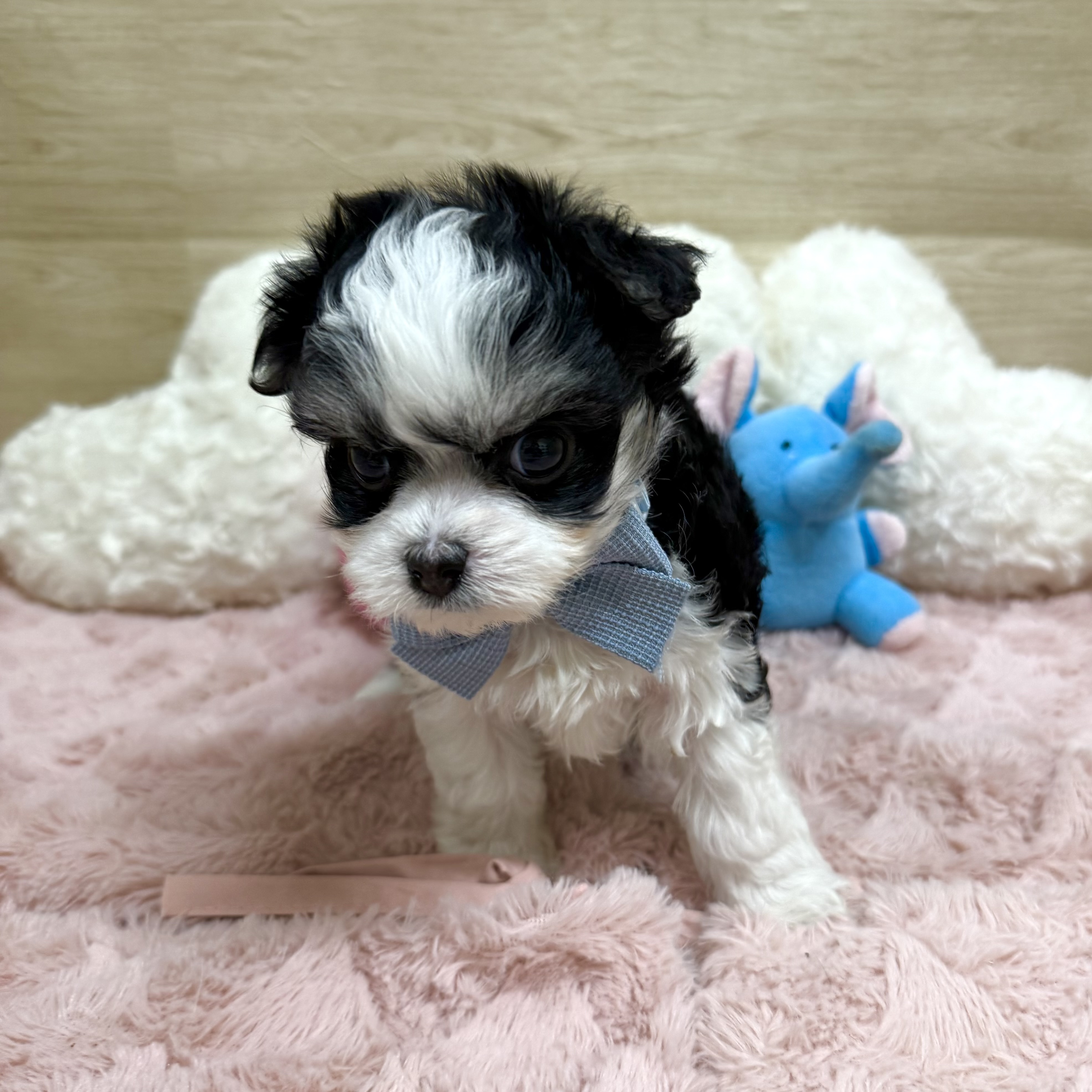 大阪府のチワマル/マルチワ(チワワ×マルチーズ) (犬の家＆猫の里そよら東岸和田店/2025年11月12日生まれ/男の子/ブラックタンホワイト)の子犬の2枚目の画像