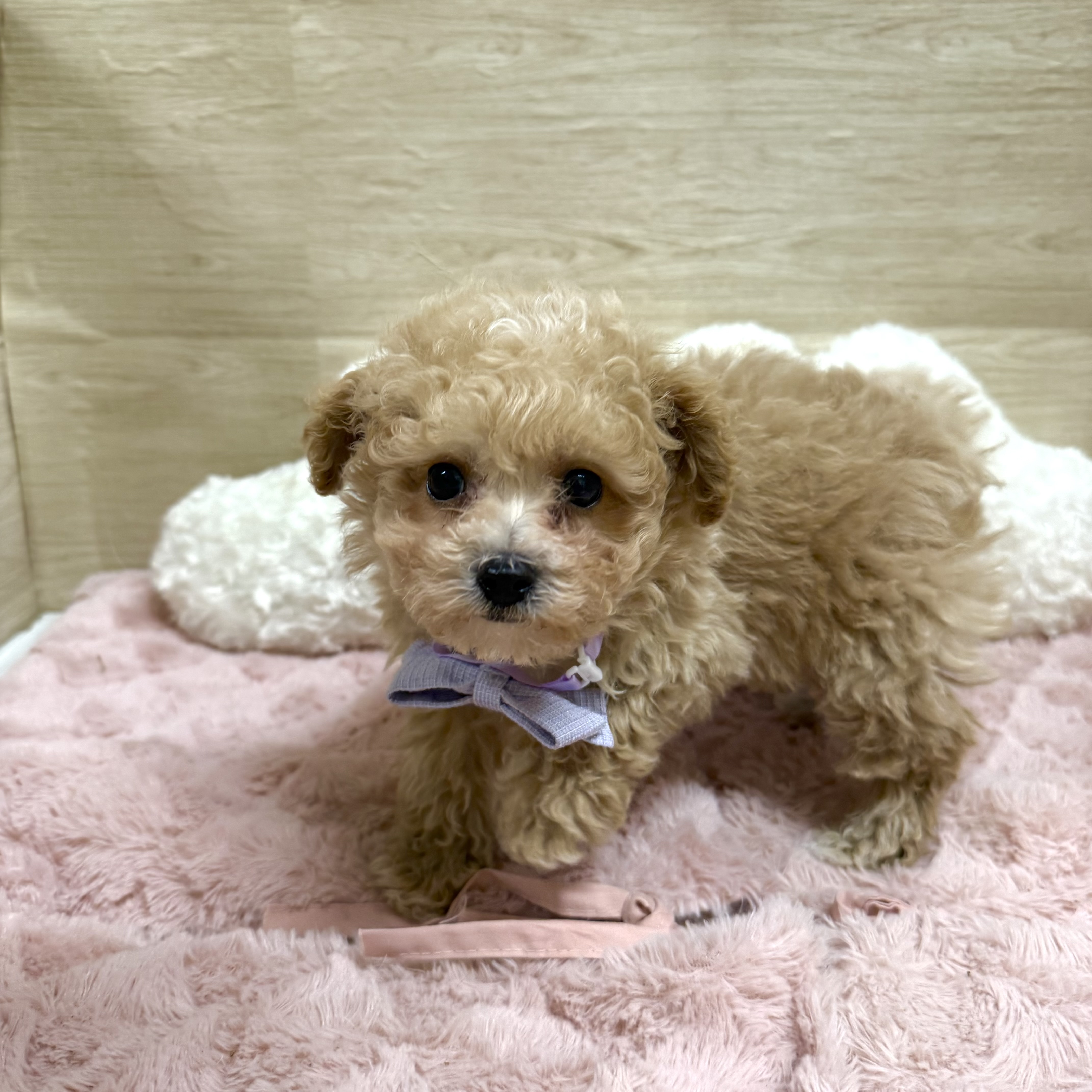 大阪府のビションプー(ビションフリーゼ×プードル) (犬の家＆猫の里そよら東岸和田店/2025年11月12日生まれ/男の子/クリーム)の子犬の2枚目の画像