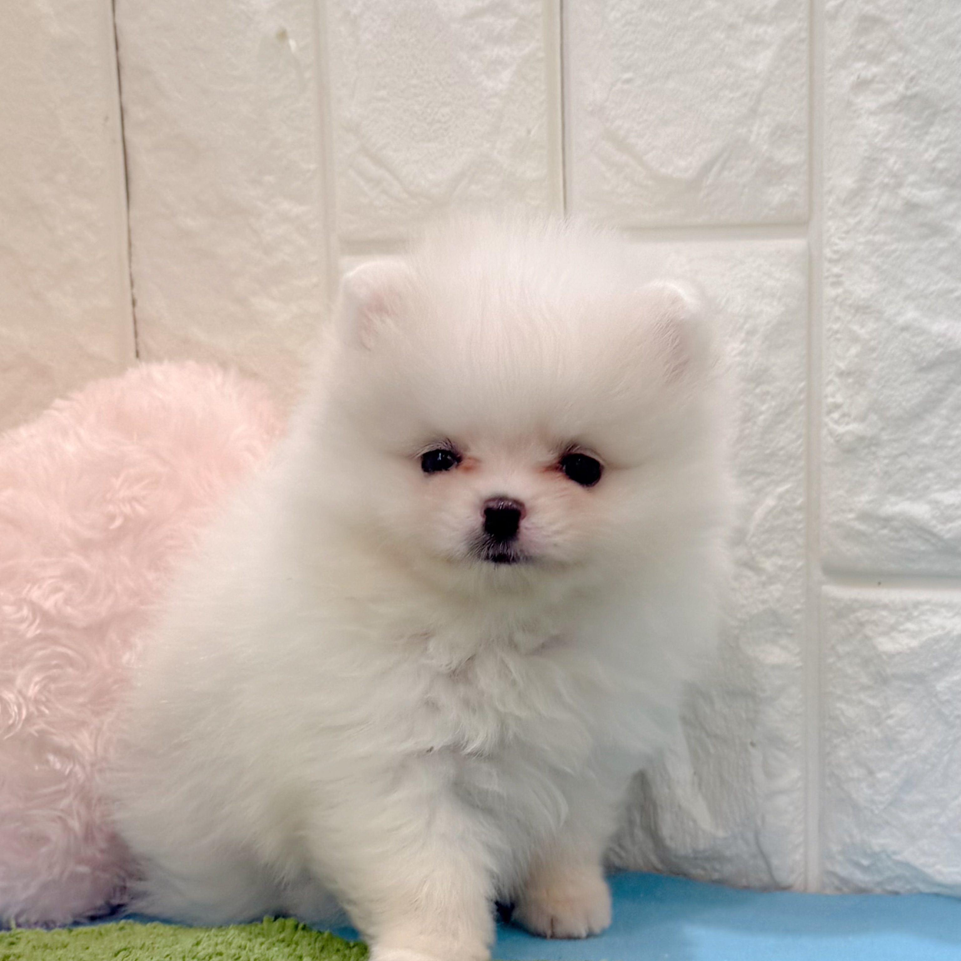 岡山県のポメラニアン (犬の家＆猫の里倉敷店/2026年4月5日生まれ/女の子/ホワイト)の子犬の1枚目の画像