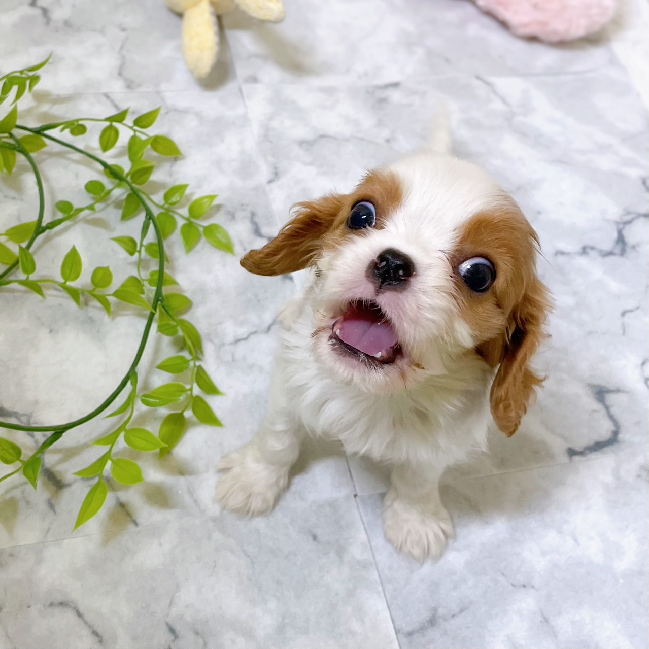 愛知県のキャバリアキングチャールズスパニエル (犬の家＆猫の里岡崎店/2025年12月28日生まれ/男の子/ブレンハイム)の子犬の2枚目の画像