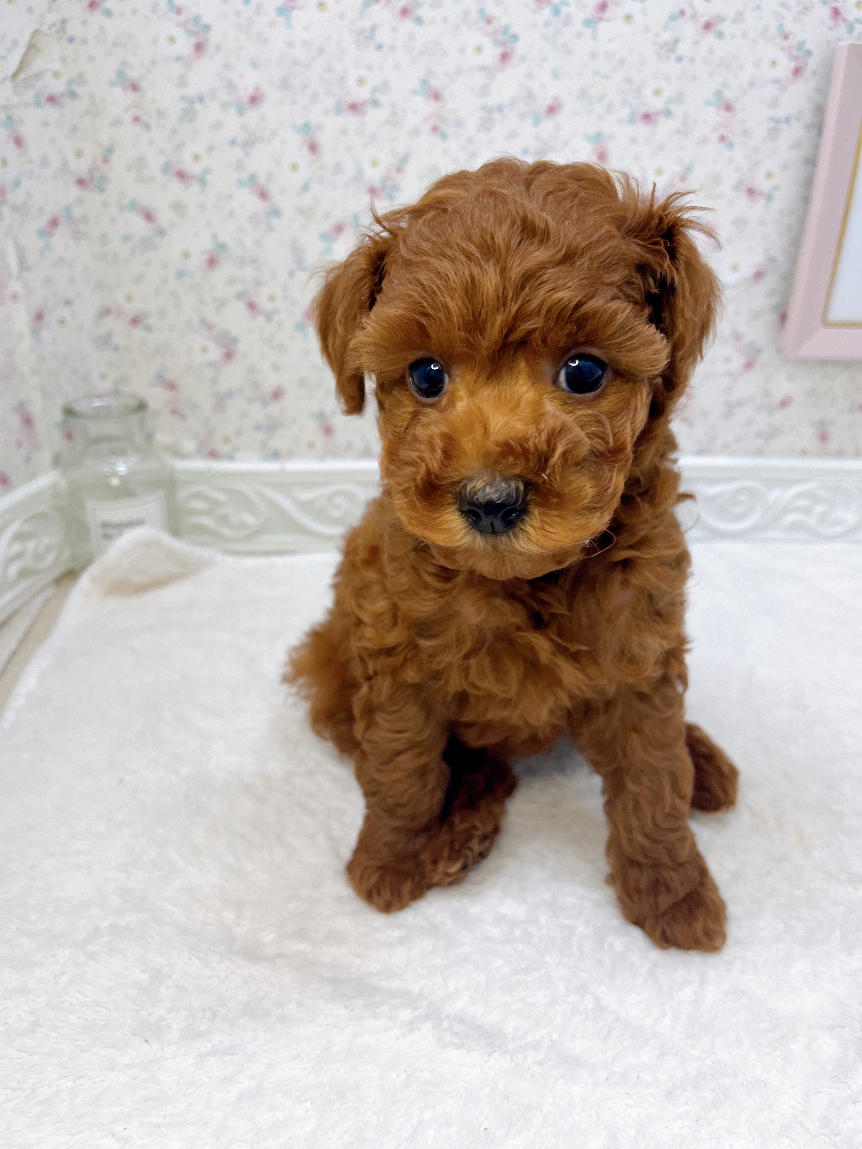 石川県のトイプードル(トイ) (犬の家＆猫の里アミーゴ金沢有松店/2025年8月24日生まれ/女の子/レッド)の子犬