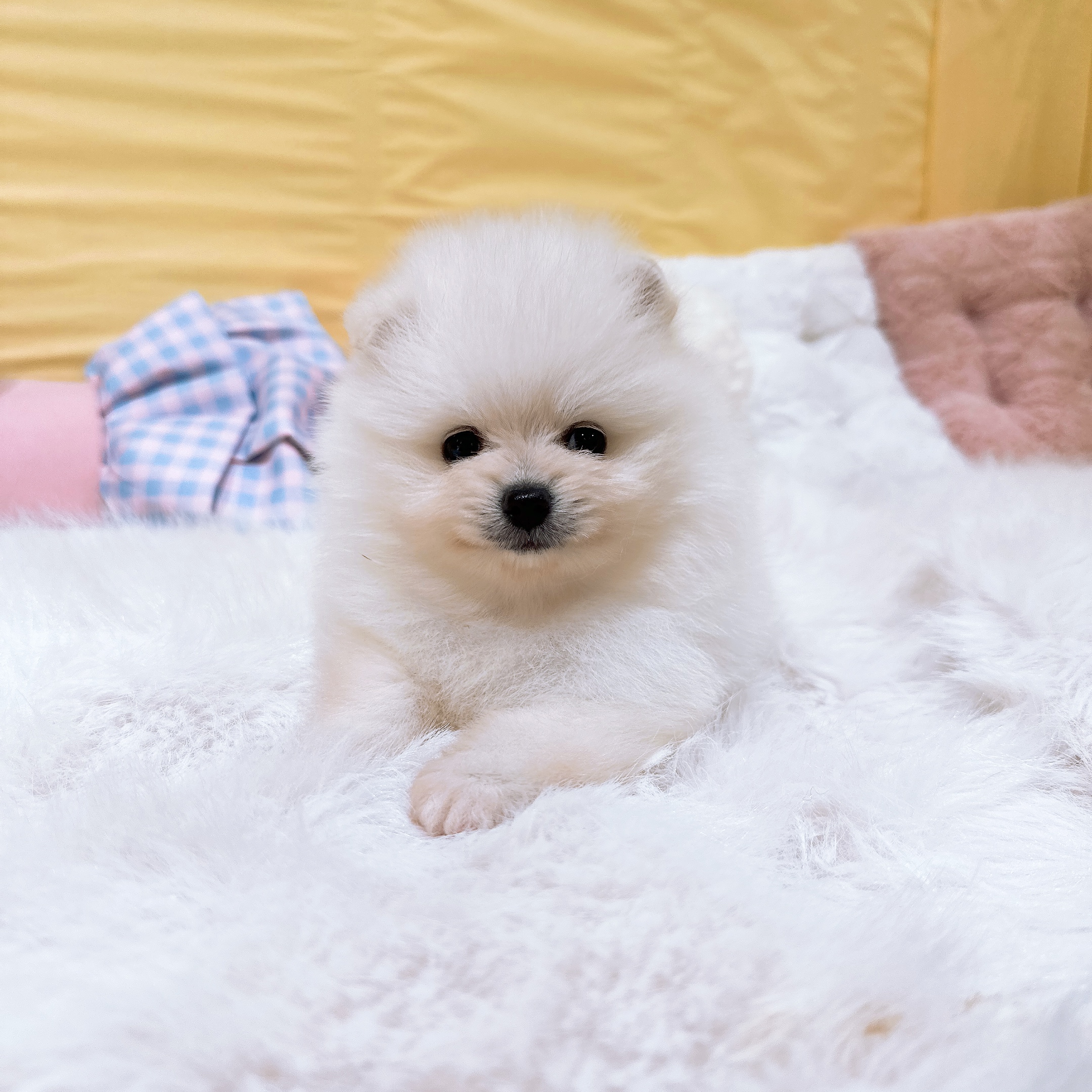 神奈川県のポメラニアン (犬の家＆猫の里元住吉ブレーメン通り店/2026年6月2日生まれ/女の子/ホワイト)の子犬の1枚目の画像