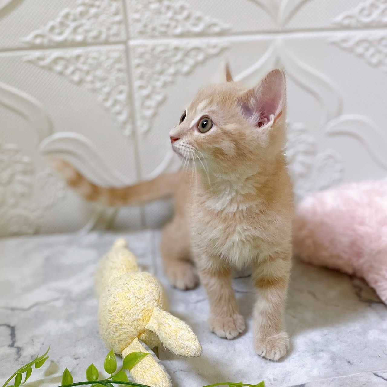 愛知県のマンチカン (犬の家＆猫の里岡崎店/2025年12月25日生まれ/男の子/クリームタビー)の子猫の2枚目の画像