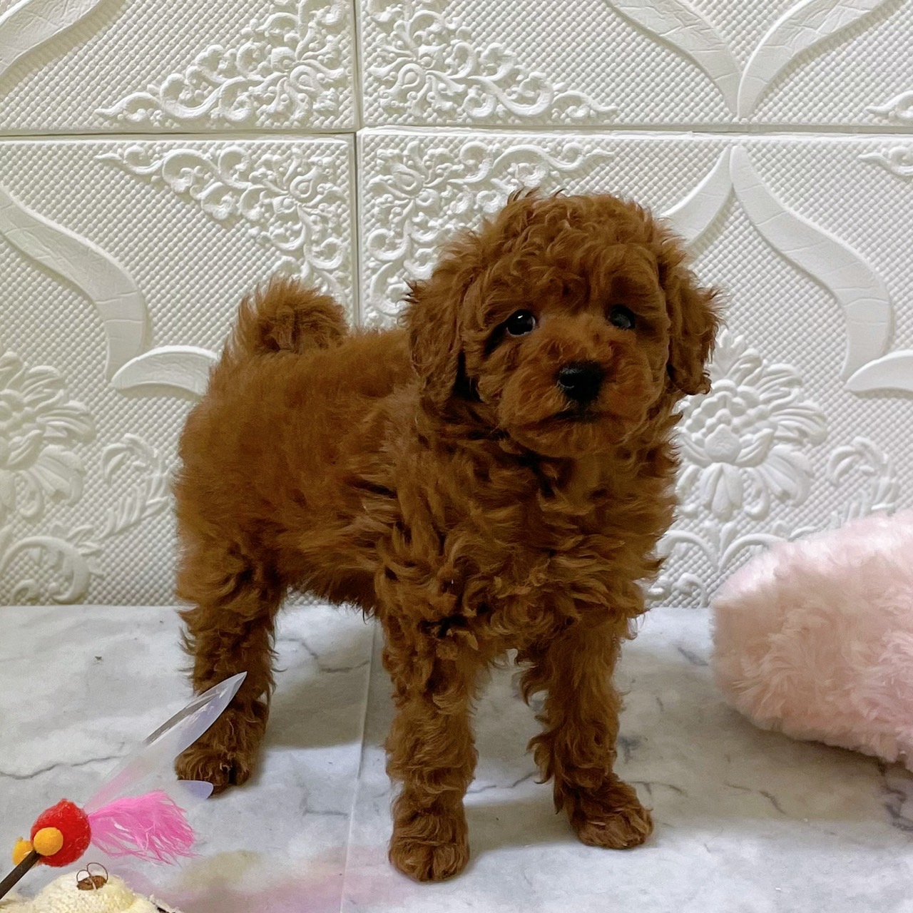 愛知県のトイプードル(トイ) (犬の家＆猫の里岡崎店/2025年12月25日生まれ/男の子/レッドフォーン)の子犬の1枚目の画像