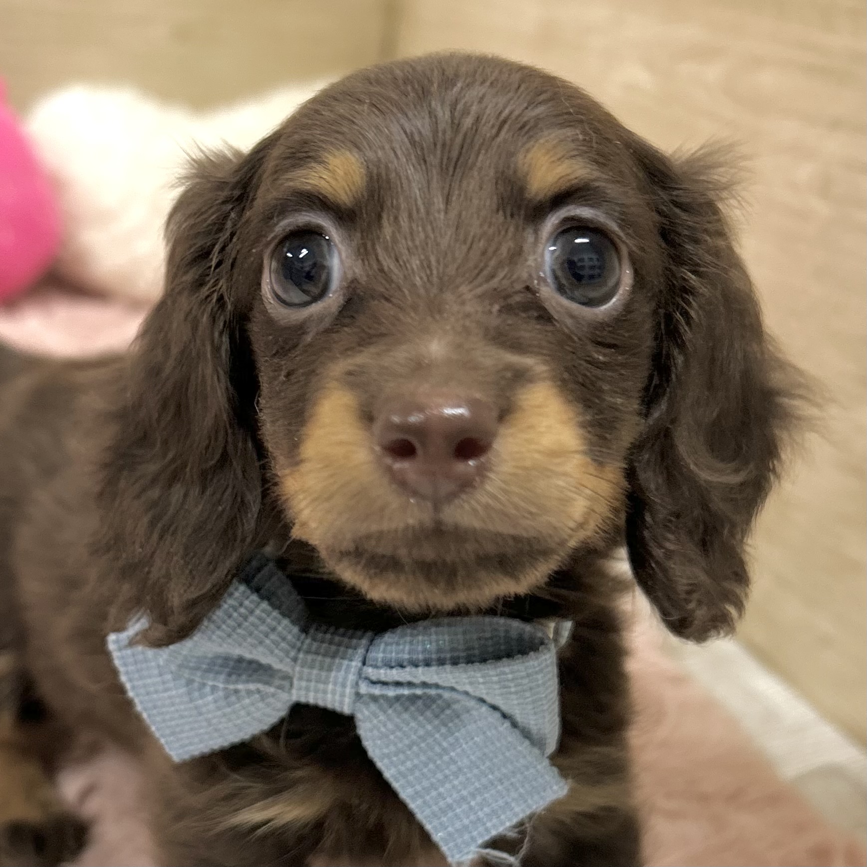 大阪府のカニンヘンダックスフンド(ロング) (犬の家＆猫の里そよら東岸和田店/2025年10月27日生まれ/男の子/チョコレートタン)の子犬の1枚目の画像