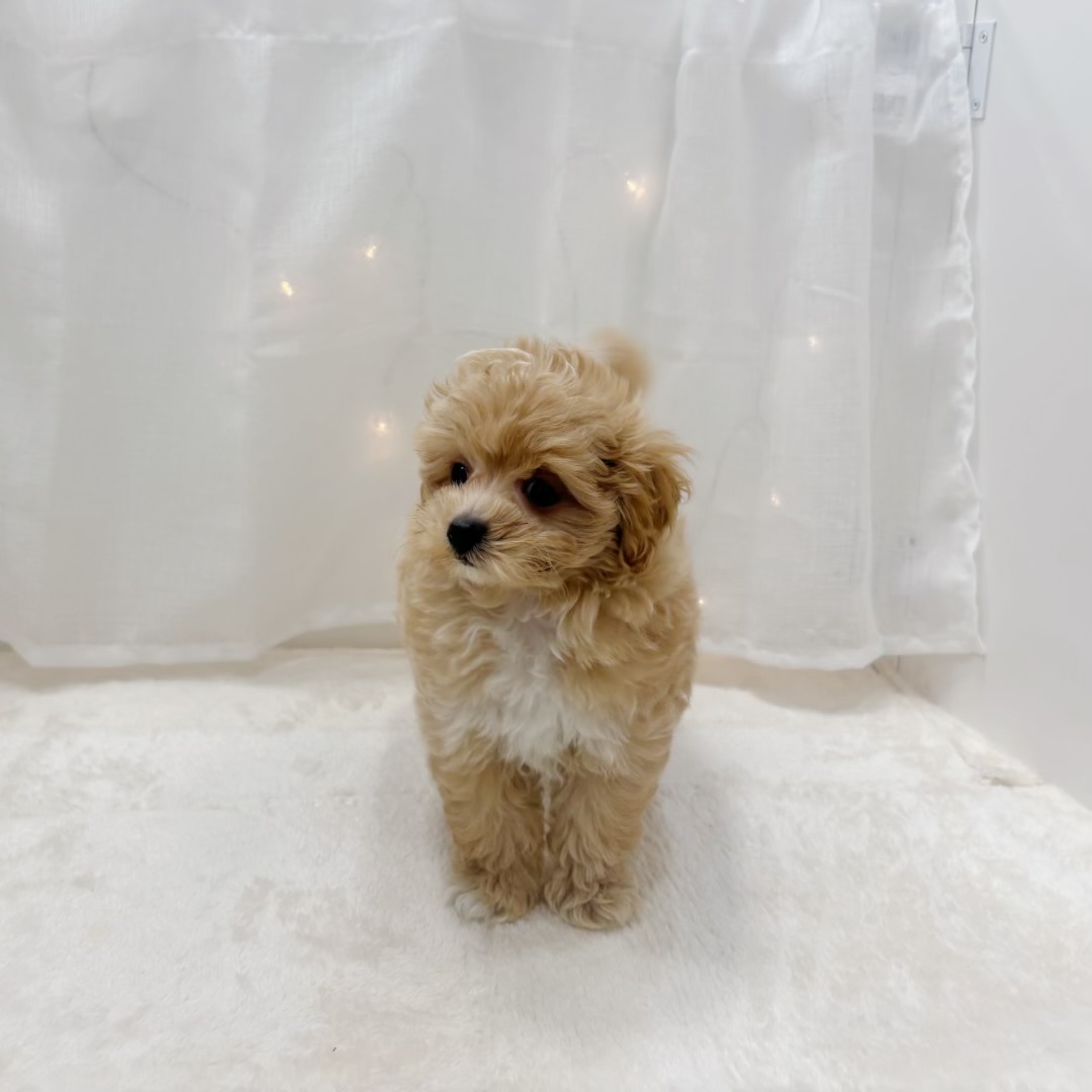 千葉県のマルプー(マルチーズ×プードル) (犬の家＆猫の里BIGHOPガーデンモール印西店/2025年8月7日生まれ/男の子/アプリコット)の子犬の2枚目の画像