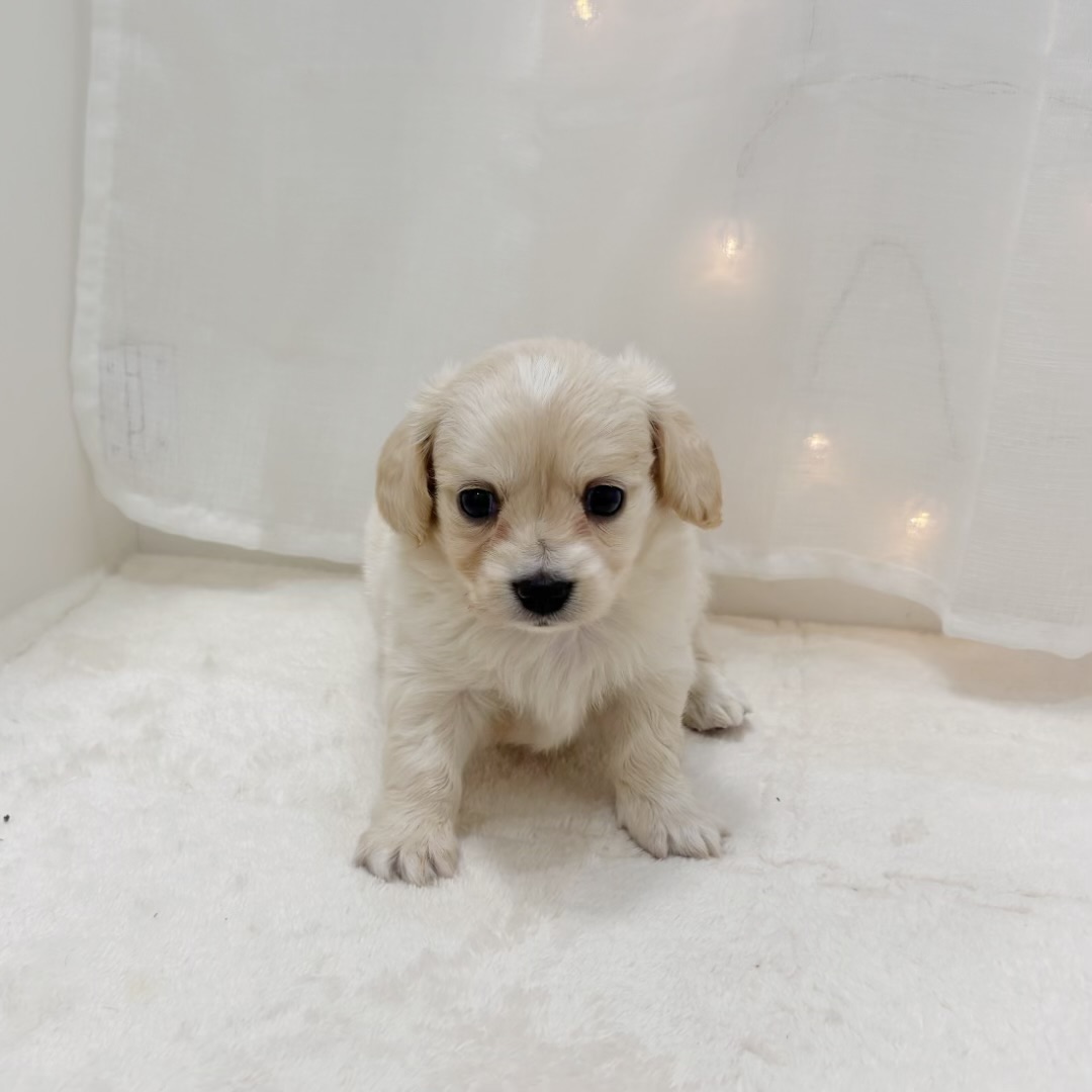 千葉県のチワックス(チワワ×ダックス) (犬の家＆猫の里BIGHOPガーデンモール印西店/2025年8月12日生まれ/男の子/クリームホワイト)の子犬の1枚目の画像