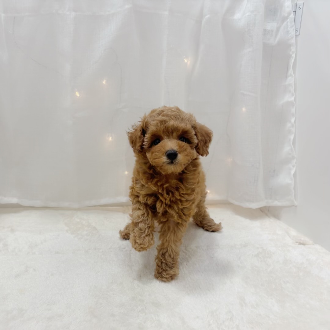 千葉県のトイプードル(トイ) (犬の家＆猫の里BIGHOPガーデンモール印西店/2025年8月12日生まれ/女の子/オレンジフォーン)の子犬の2枚目の画像
