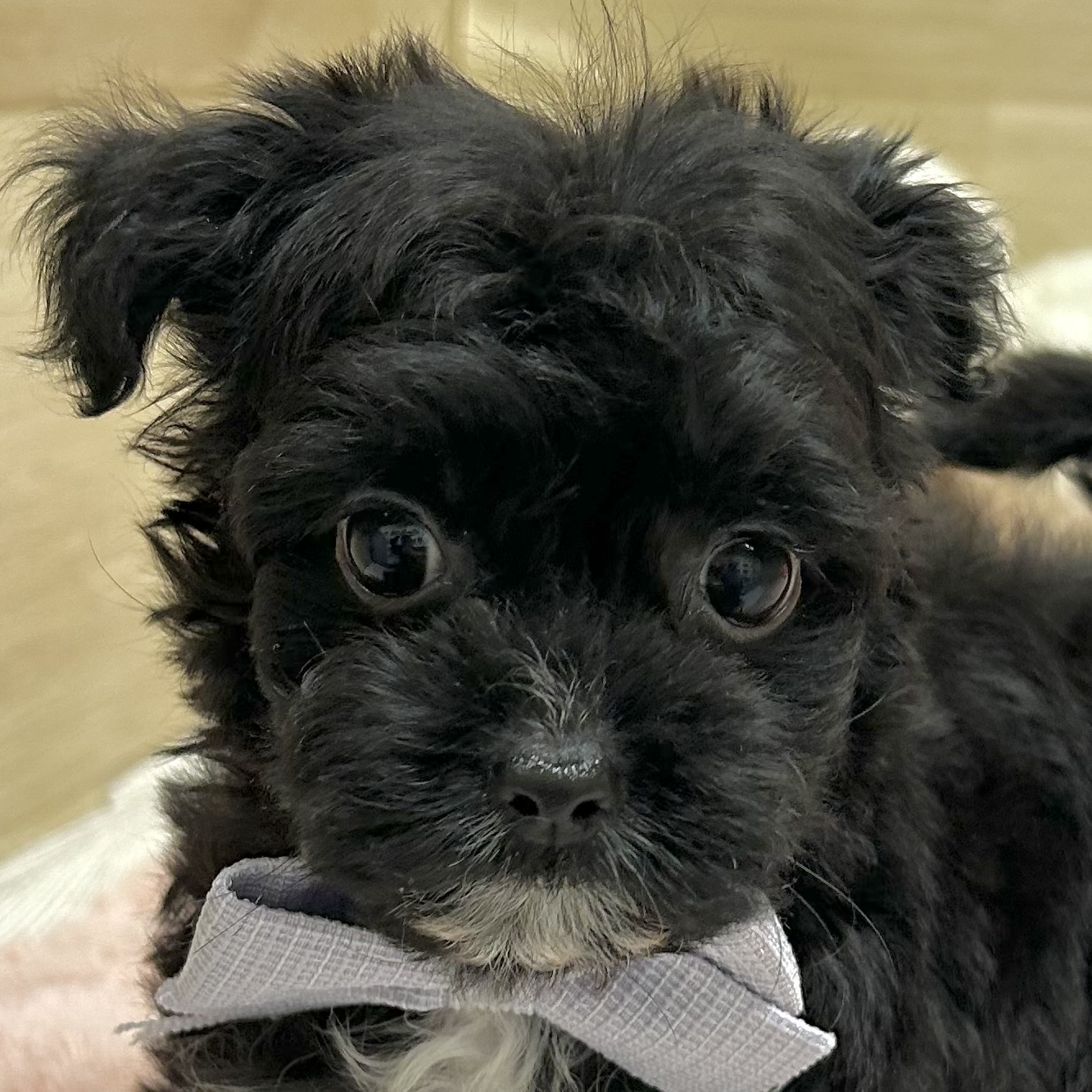 大阪府のチワプー/プーチー(チワワ×プードル) (犬の家＆猫の里そよら東岸和田店/2025年10月30日生まれ/男の子/ブラックホワイト)の子犬の1枚目の画像