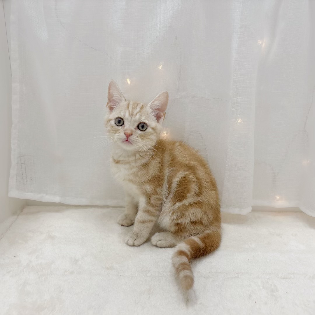 千葉県のアメリカンショートヘアー (犬の家＆猫の里BIGHOPガーデンモール印西店/2025年8月8日生まれ/男の子/カメオタビー)の子猫の2枚目の画像