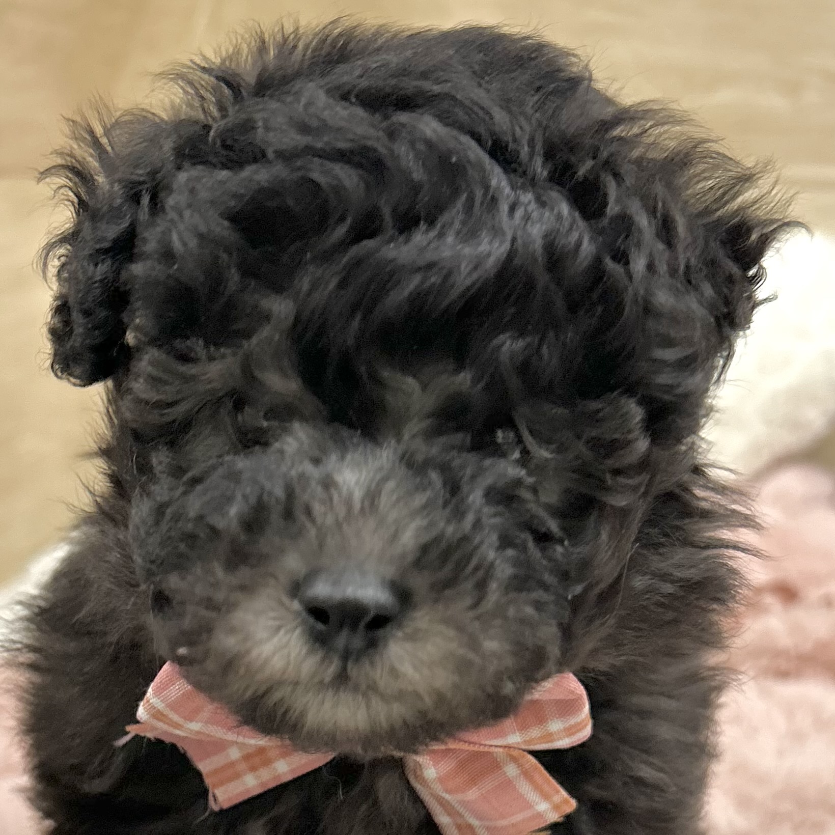 大阪府のトイプードル(トイ) (犬の家＆猫の里そよら東岸和田店/2025年11月1日生まれ/男の子/グレー)の子犬の1枚目の画像