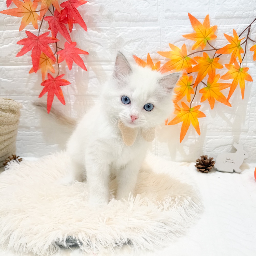 静岡県のラグドール (犬の家＆猫の里富士店/2025年9月14日生まれ/女の子/ブルーポイントバイカラー)の子猫