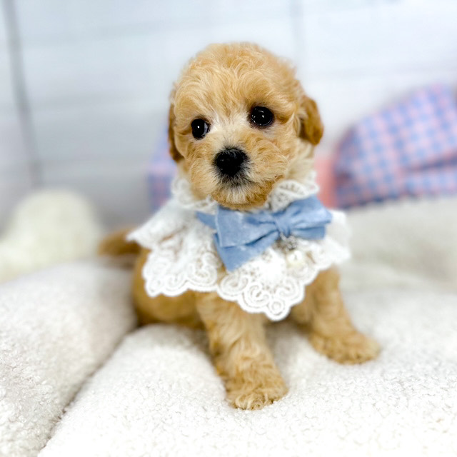 神奈川県のビションプー(ビションフリーゼ×プードル) (犬の家＆猫の里元住吉ブレーメン通り店/2025年5月25日生まれ/男の子/アプリコット)の子犬の2枚目の画像