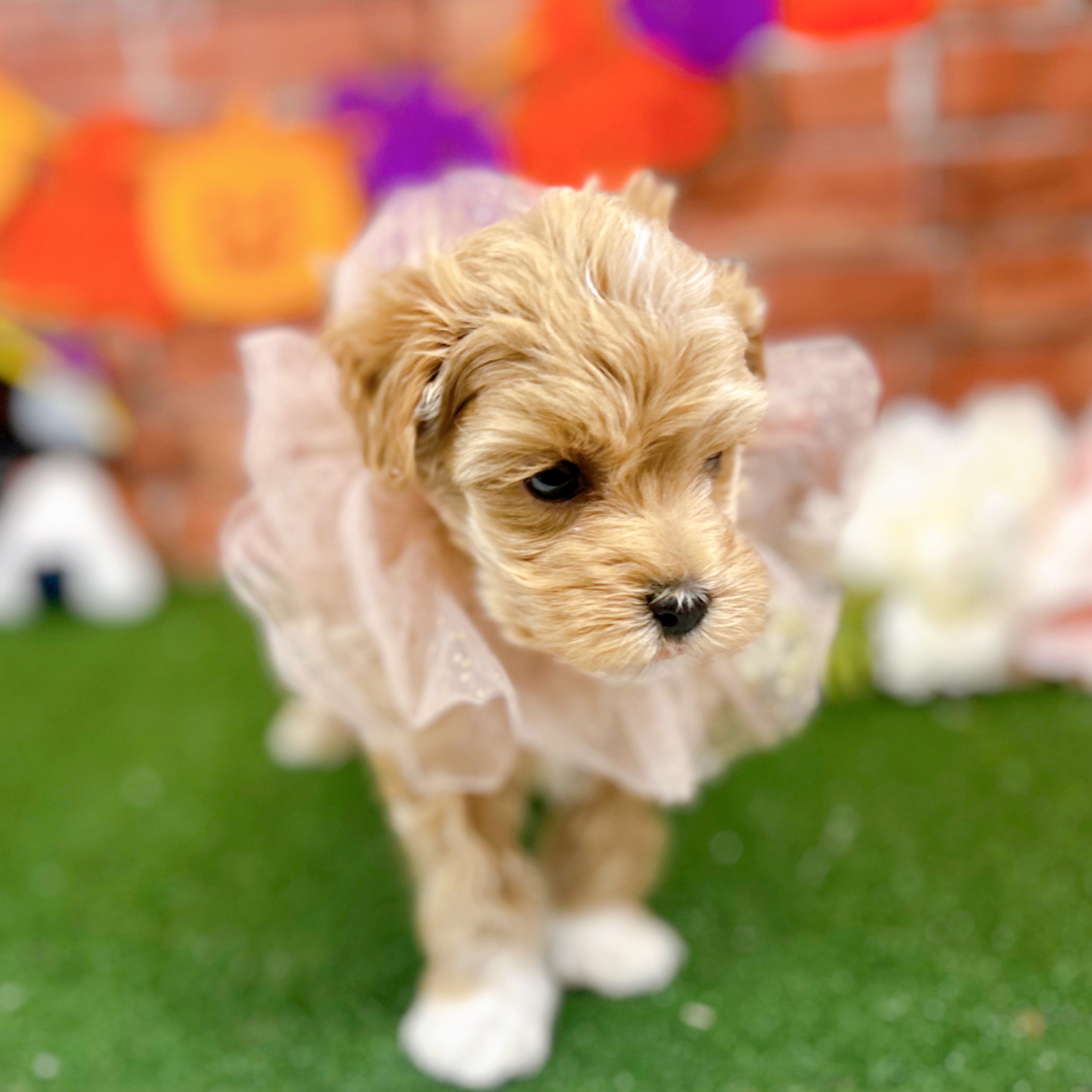 神奈川県のマルプー(マルチーズ×プードル) (犬の家＆猫の里小田原店/2025年8月31日生まれ/男の子/アプリコット)の子犬の2枚目の画像