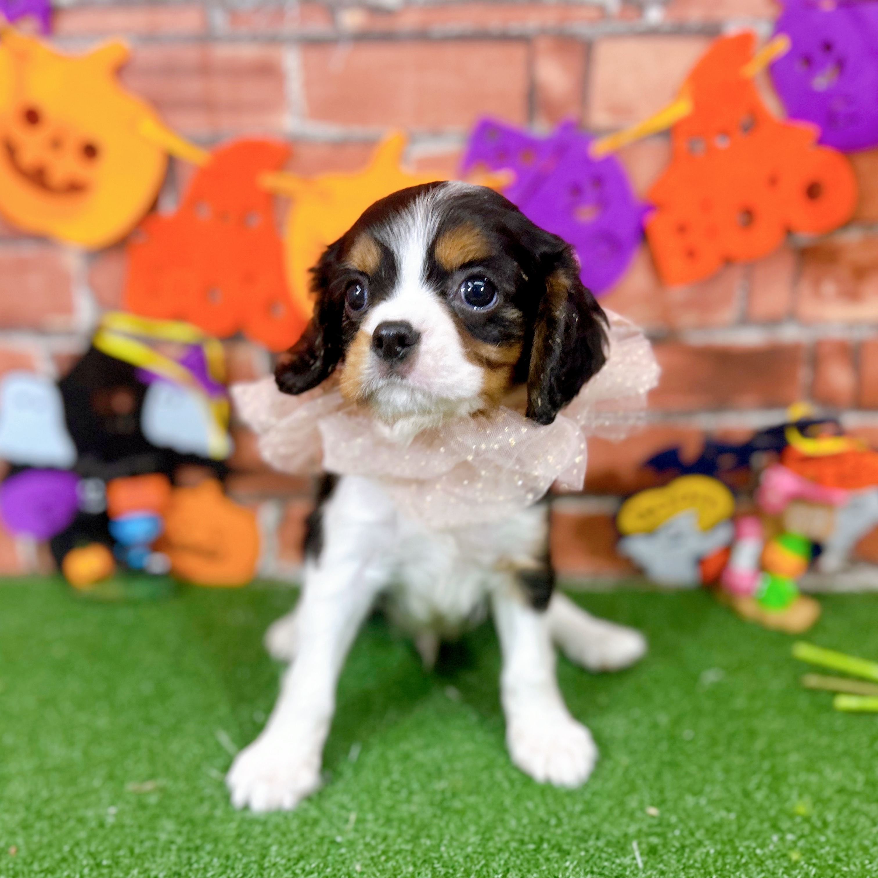神奈川県のキャバリアキングチャールズスパニエル (犬の家＆猫の里小田原店/2025年9月1日生まれ/男の子/トライカラー)の子犬の1枚目の画像