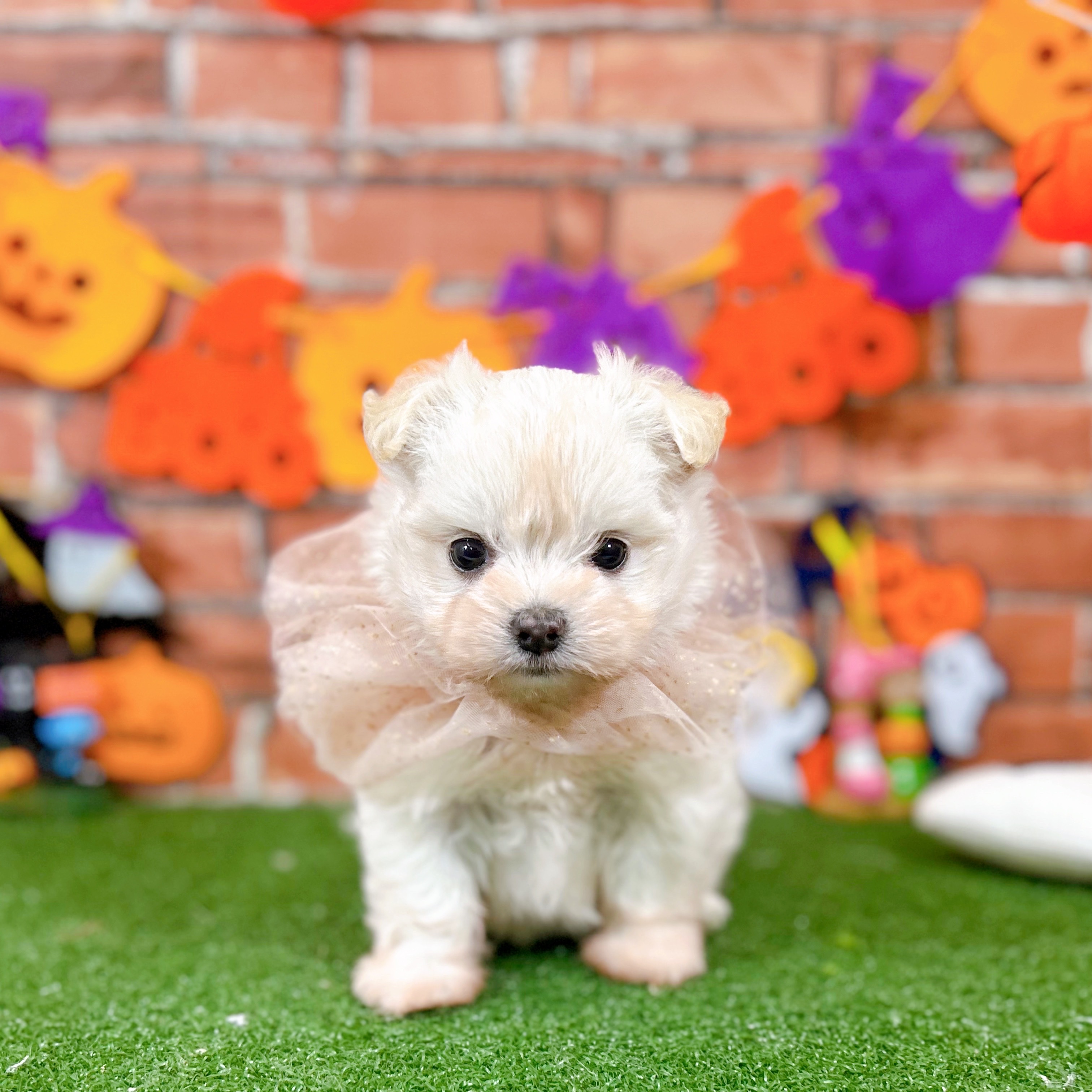 神奈川県のチワマル/マルチワ(チワワ×マルチーズ) (犬の家＆猫の里小田原店/2025年9月2日生まれ/女の子/クリーム)の子犬の1枚目の画像