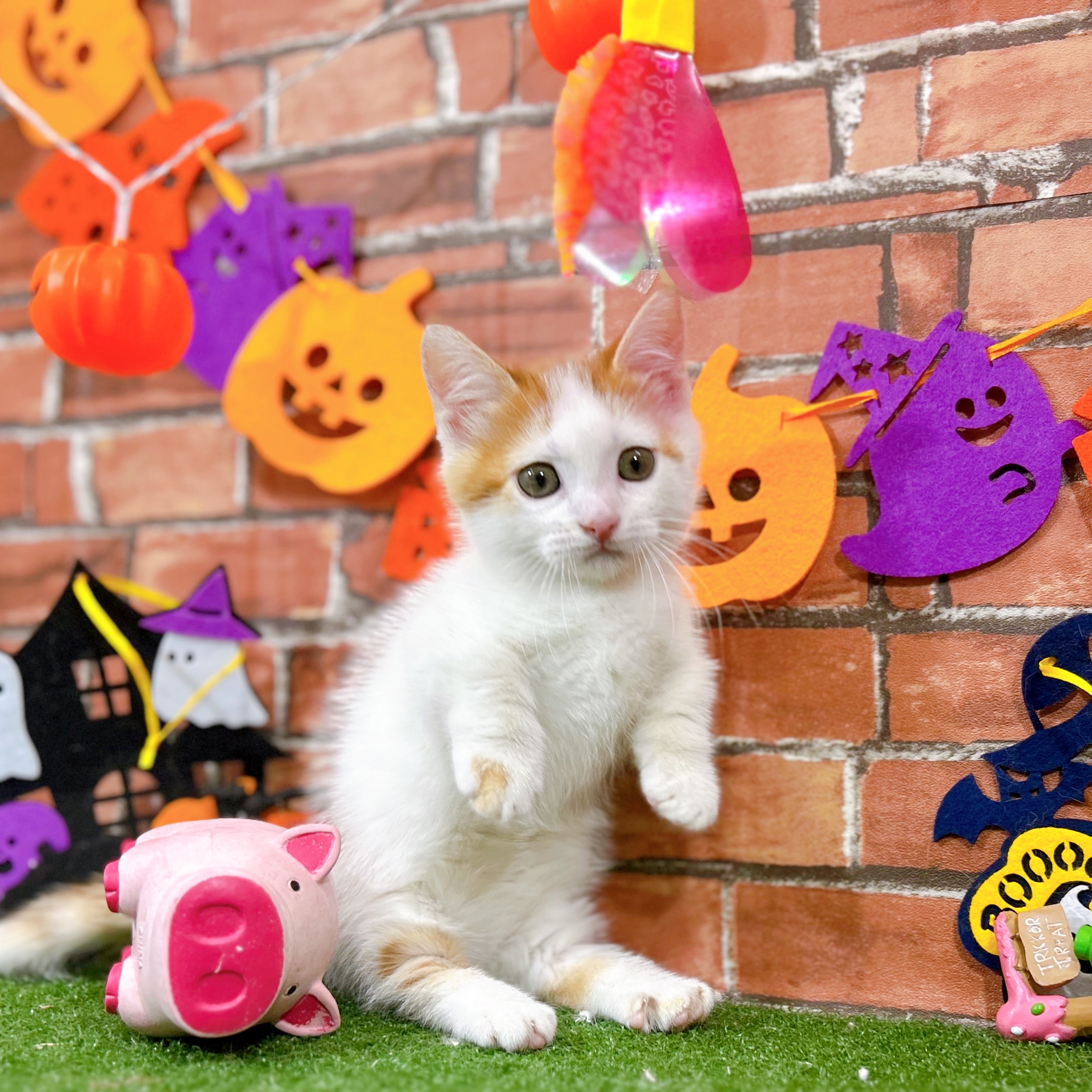 神奈川県のマンチカン (犬の家＆猫の里小田原店/2025年9月1日生まれ/男の子/レッドタビーホワイト)の子猫の1枚目の画像