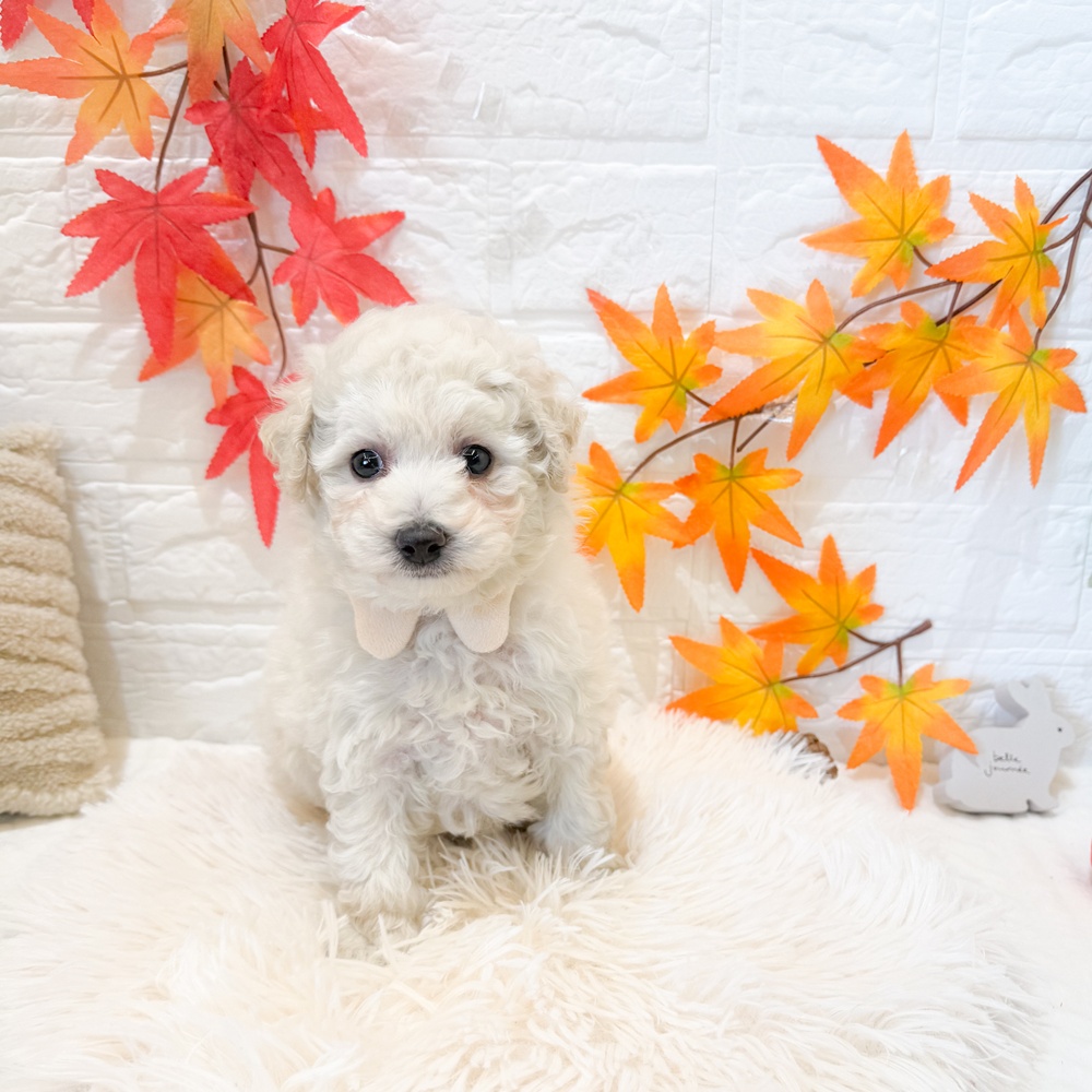 静岡県のトイプードル(トイ) (犬の家＆猫の里富士店/2025年9月14日生まれ/男の子/ホワイト)の子犬の1枚目の画像