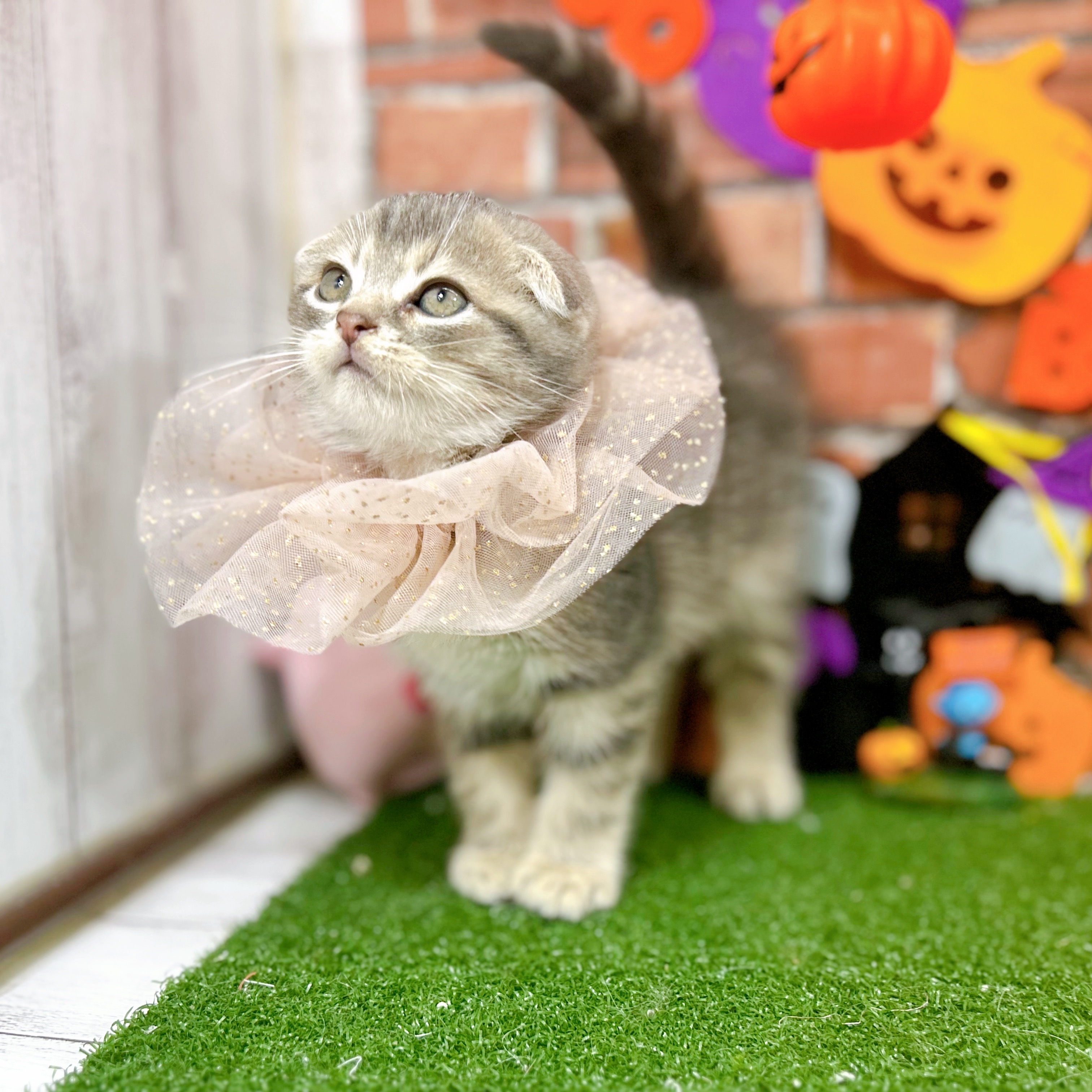 神奈川県のスコティッシュフォールド (犬の家＆猫の里小田原店/2025年9月2日生まれ/男の子/ブルータビー)の子猫の1枚目の画像