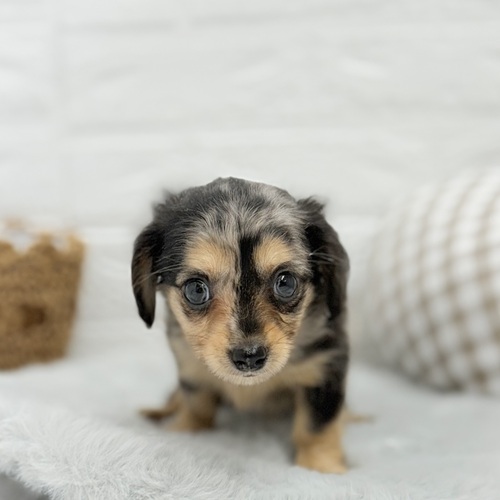 愛知県のチワックス(チワワ×ダックス) (犬の家＆猫の里豊川インター店/2025年6月30日生まれ/男の子/シルバーダップル)の子犬の1枚目の画像