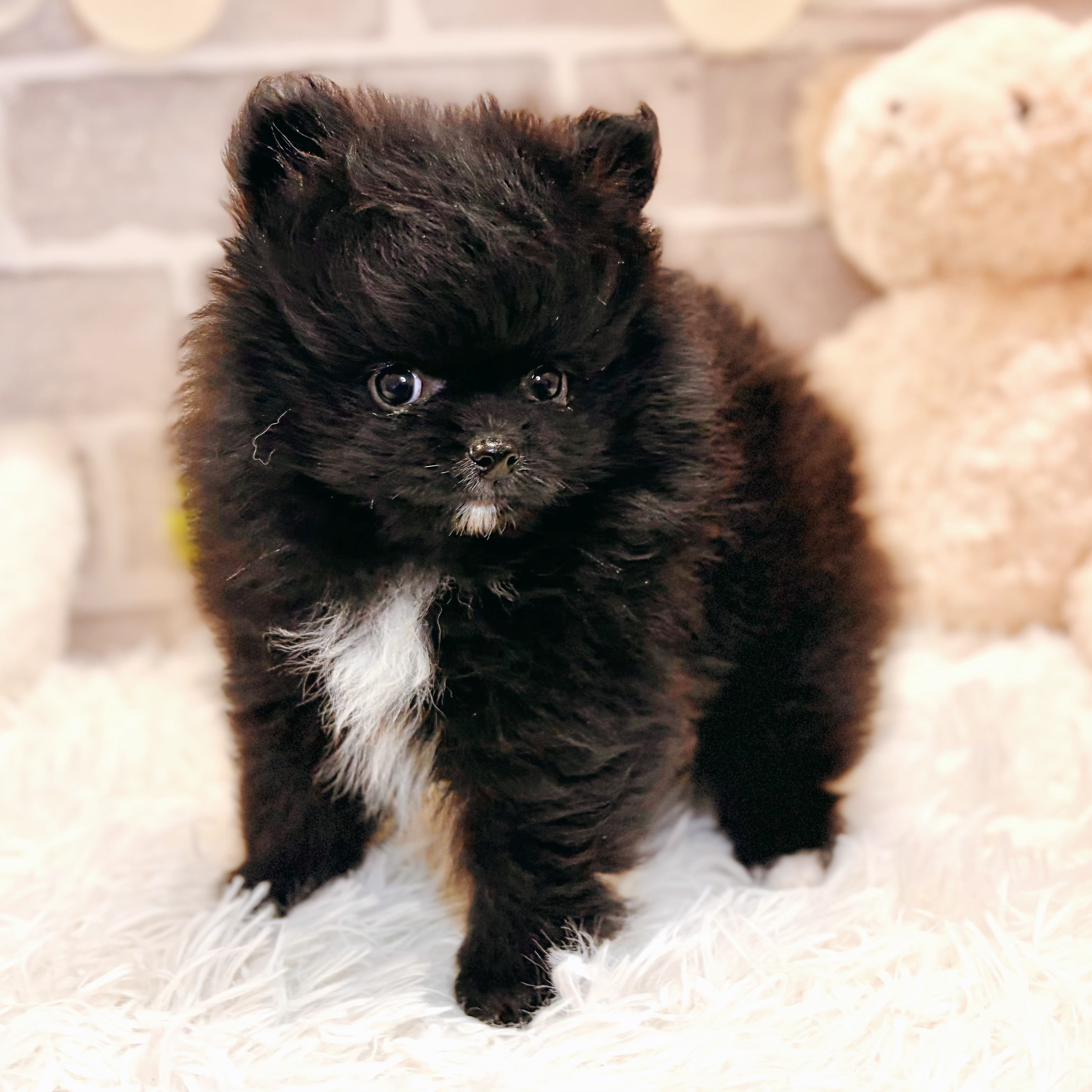 兵庫県のポメラニアン (犬の家＆猫の里神戸店/2026年3月7日生まれ/男の子/ブラック)の子犬の2枚目の画像