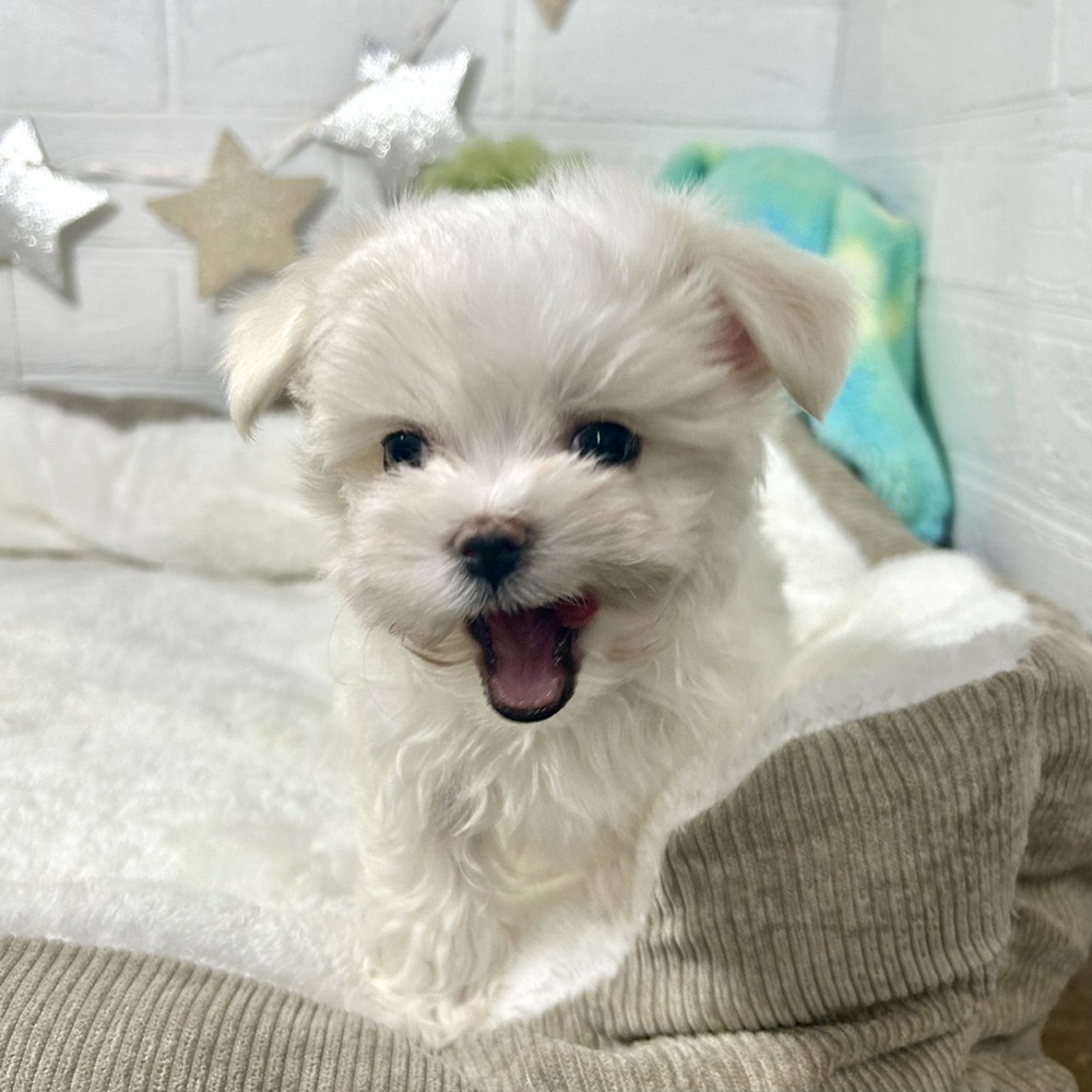 兵庫県のマルチーズ (犬の家＆猫の里ニッケパークタウン加古川店/2025年12月18日生まれ/男の子/ホワイト)の子犬の1枚目の画像