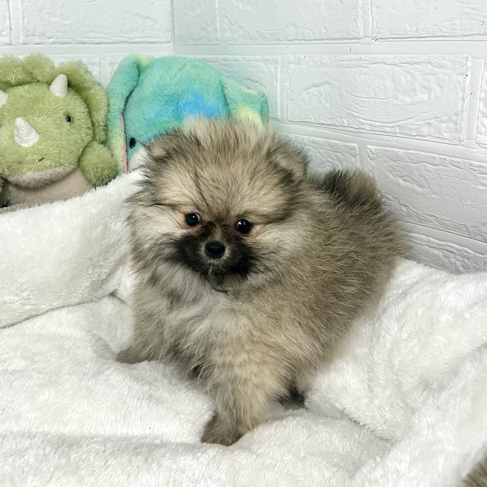 兵庫県のポメラニアン (犬の家＆猫の里ニッケパークタウン加古川店/2025年12月17日生まれ/女の子/ウルフセーブル)の子犬の1枚目の画像