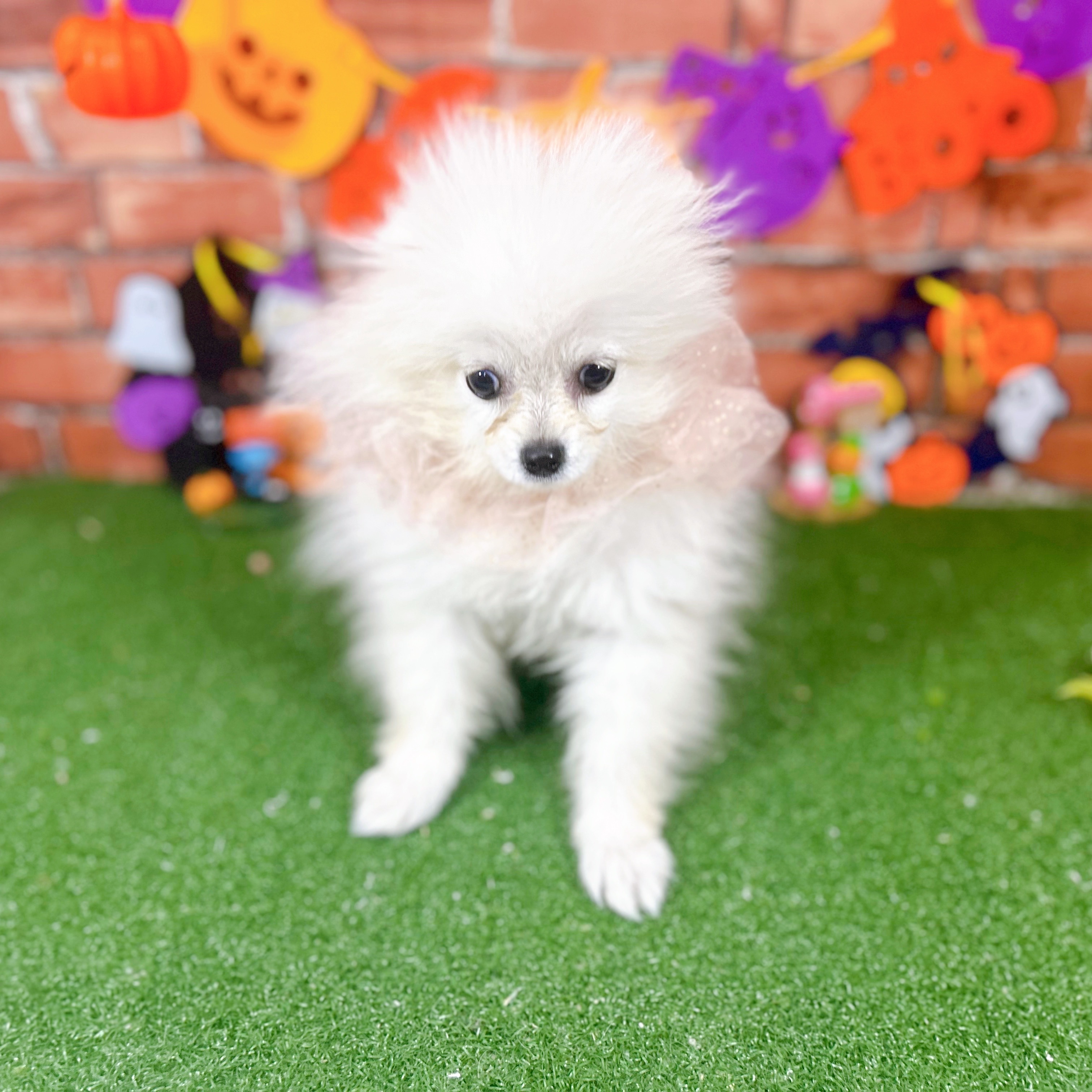 神奈川県のポメラニアン (犬の家＆猫の里小田原店/2025年7月5日生まれ/男の子/クリーム)の子犬の2枚目の画像