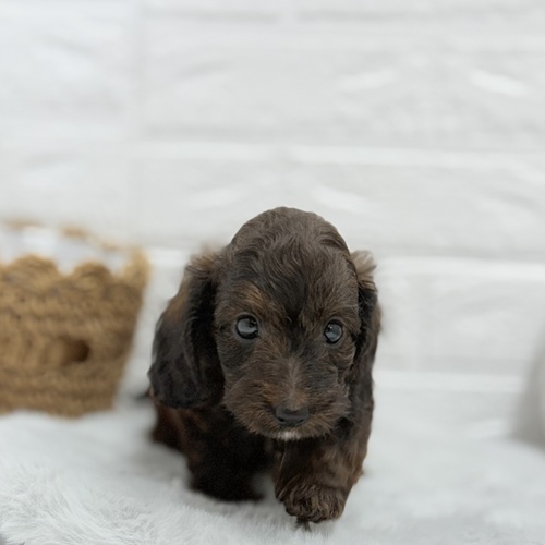 愛知県のダップー(ダックス×プードル) (犬の家＆猫の里豊川インター店/2025年6月28日生まれ/男の子/チョコレート)の子犬の1枚目の画像