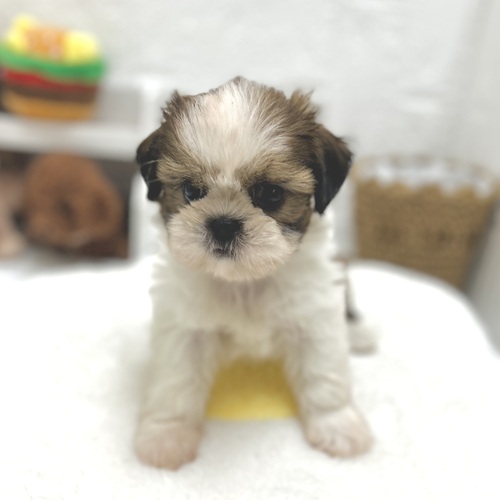 愛知県のシーズー (犬の家＆猫の里豊川インター店/2026年7月26日生まれ/女の子/ゴールドホワイト)の子犬の2枚目の画像