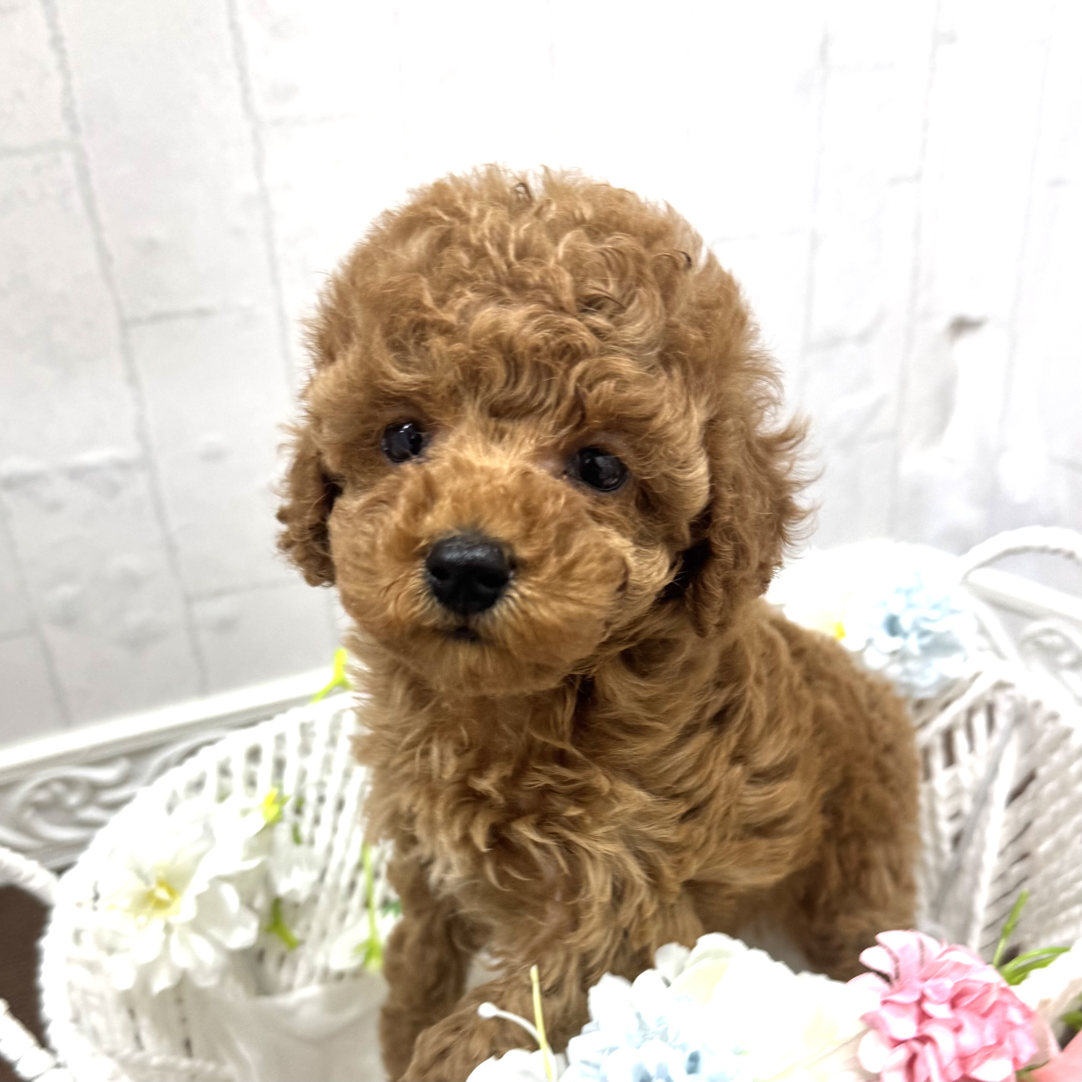 石川県のトイプードル(トイ) (犬の家＆猫の里アミーゴ金沢有松店/2026年2月10日生まれ/女の子/レッド)の子犬の1枚目の画像