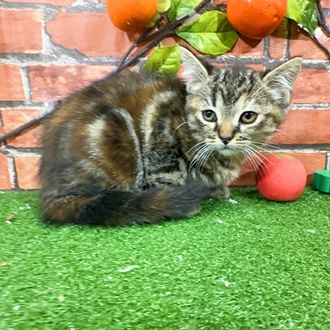 神奈川県のマンチカン (犬の家＆猫の里小田原店/2025年9月23日生まれ/女の子/ブラウンパッチドタビー)の子猫の2枚目の画像